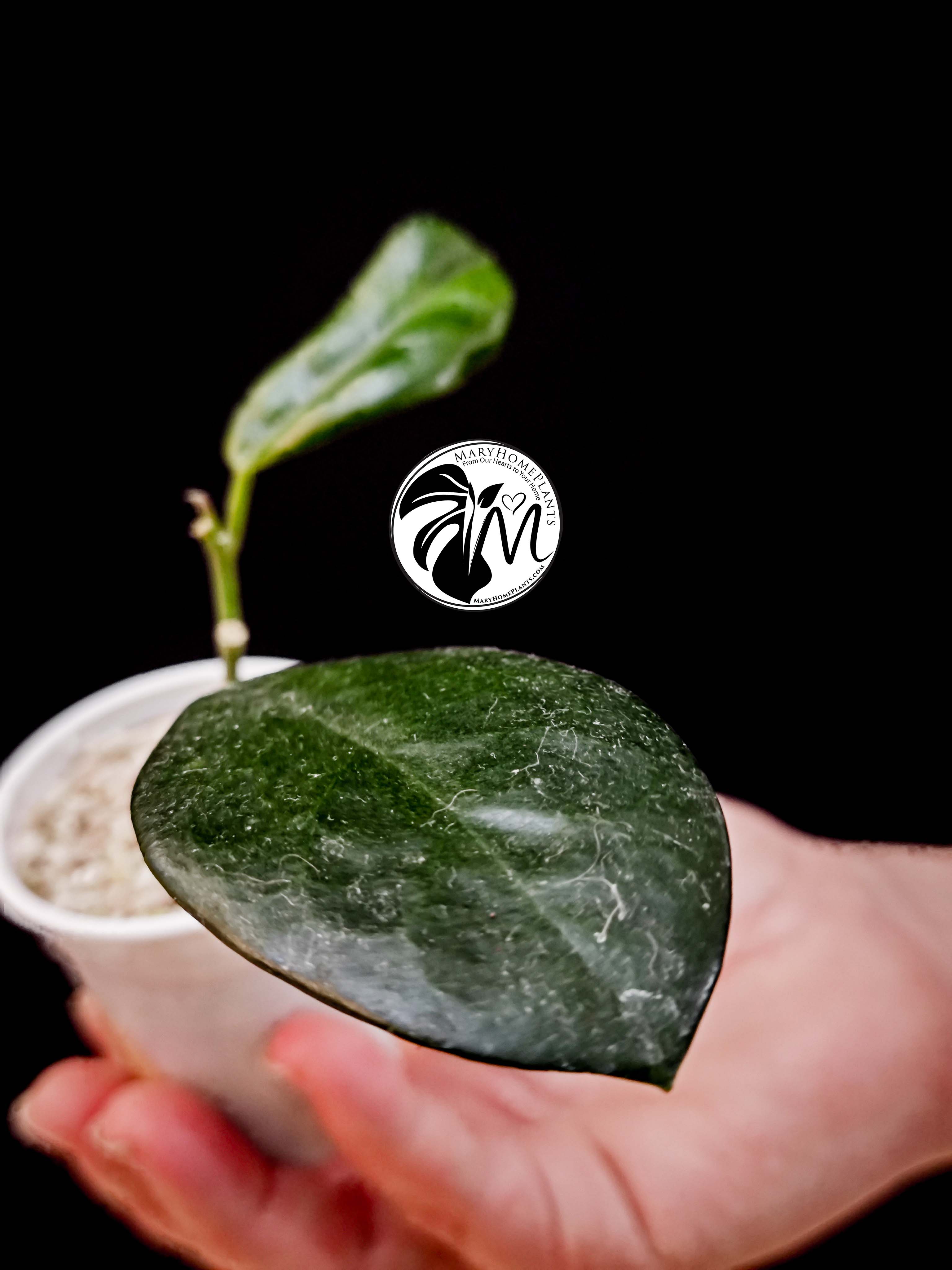 hoya australis (copy)