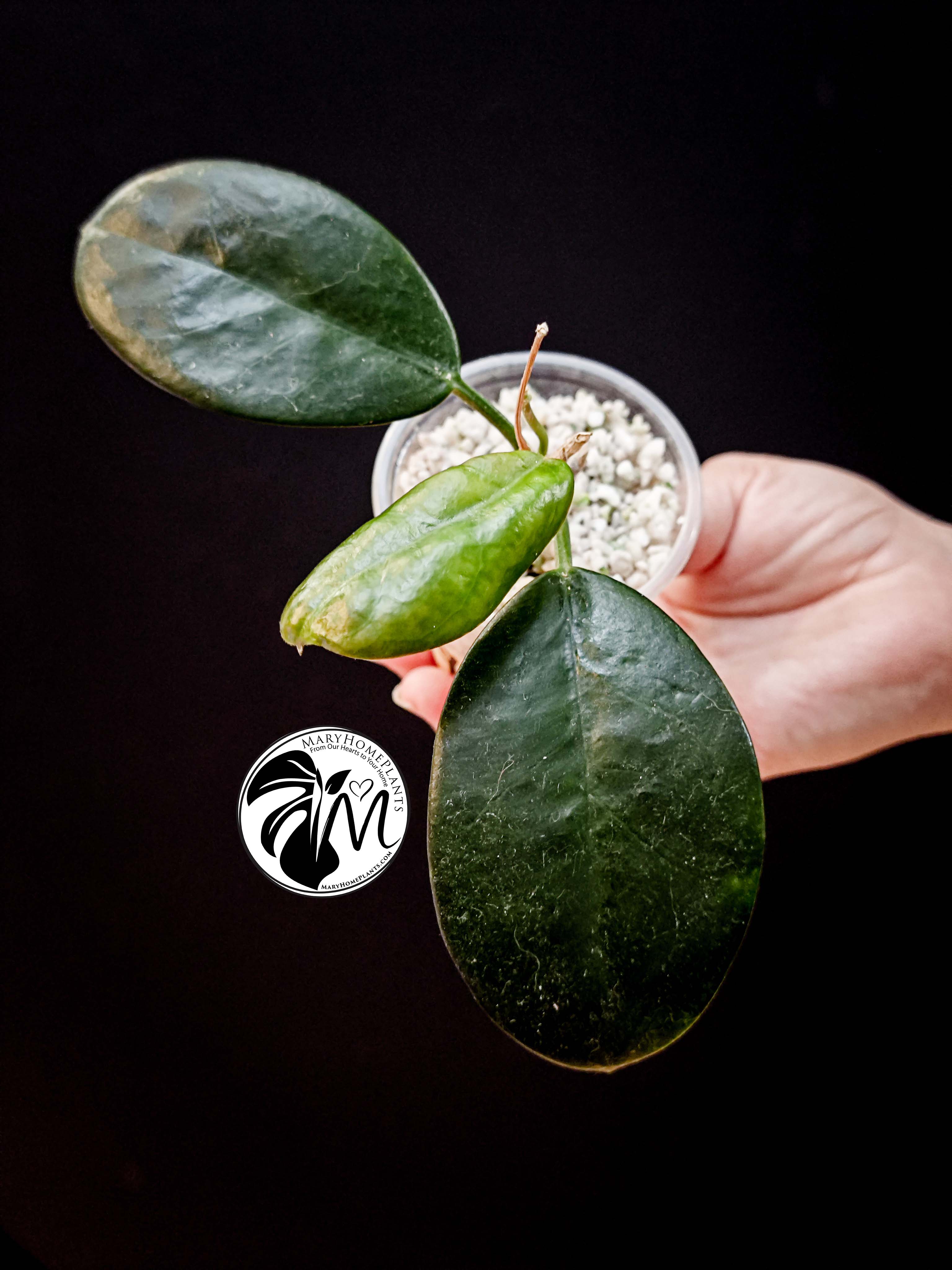 hoya australis (copy)