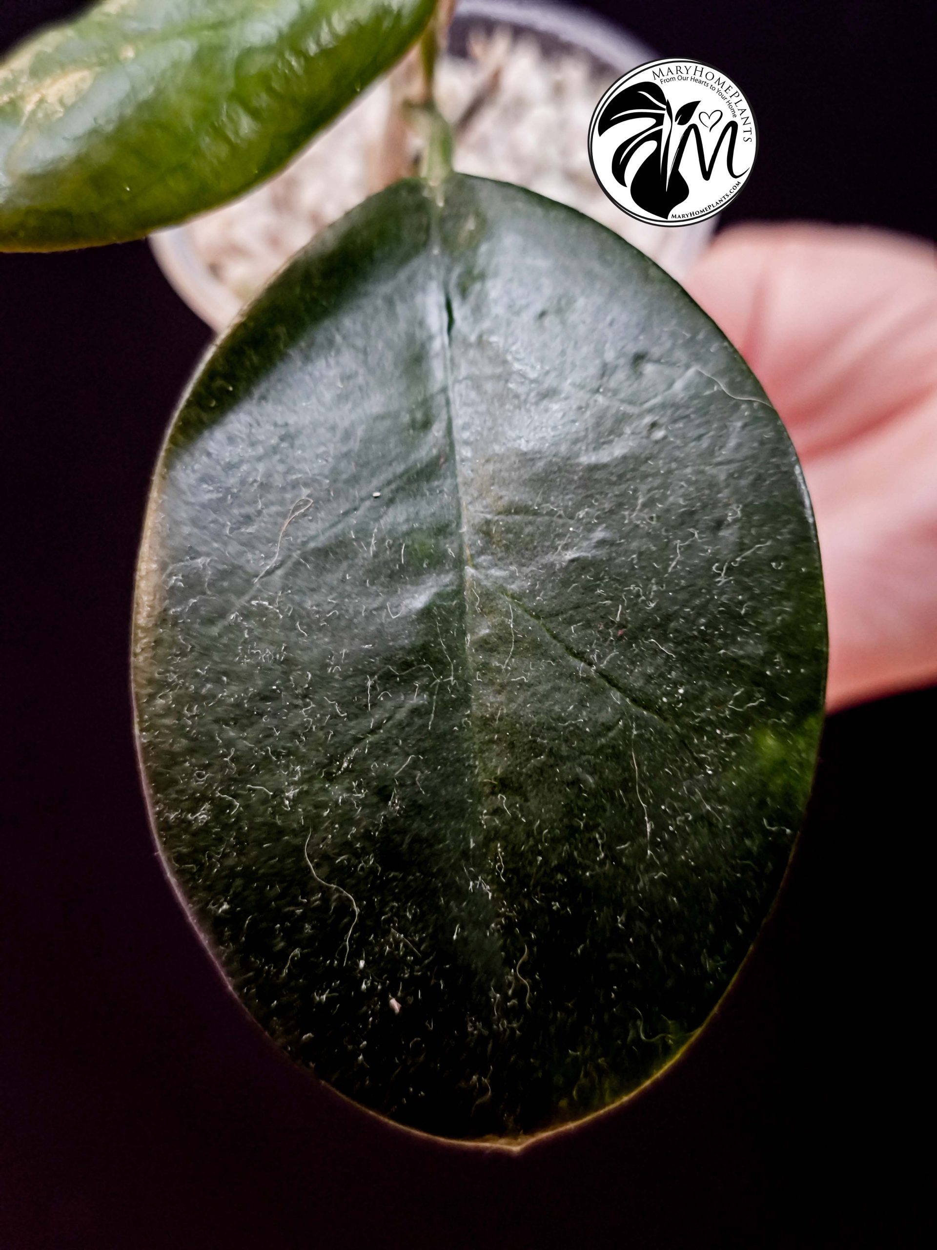 hoya australis (copy)
