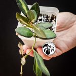 hoya burtoniae variegated – hoya ds 70 (copy)
