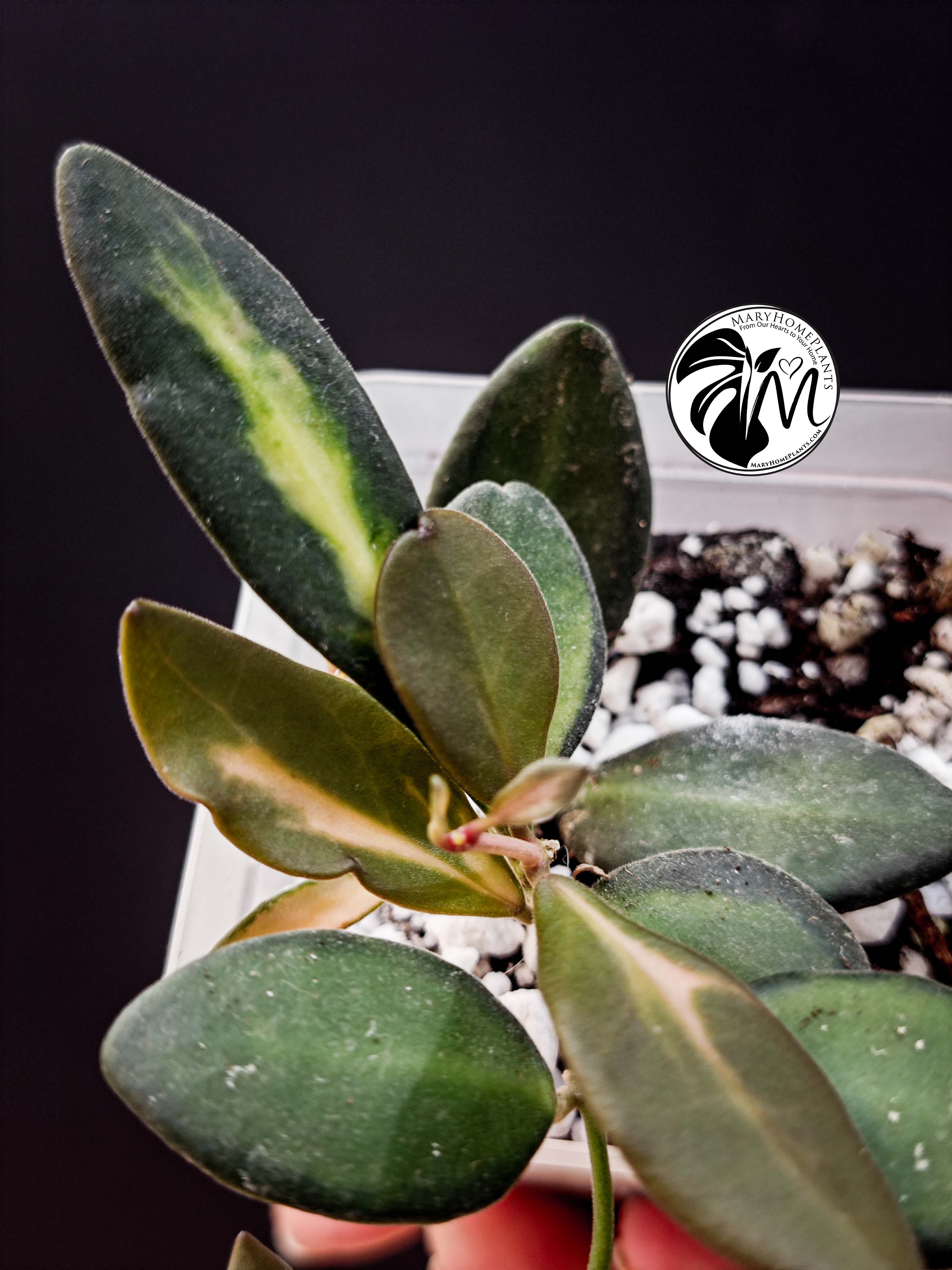 hoya burtoniae variegated – hoya ds 70 (copy)