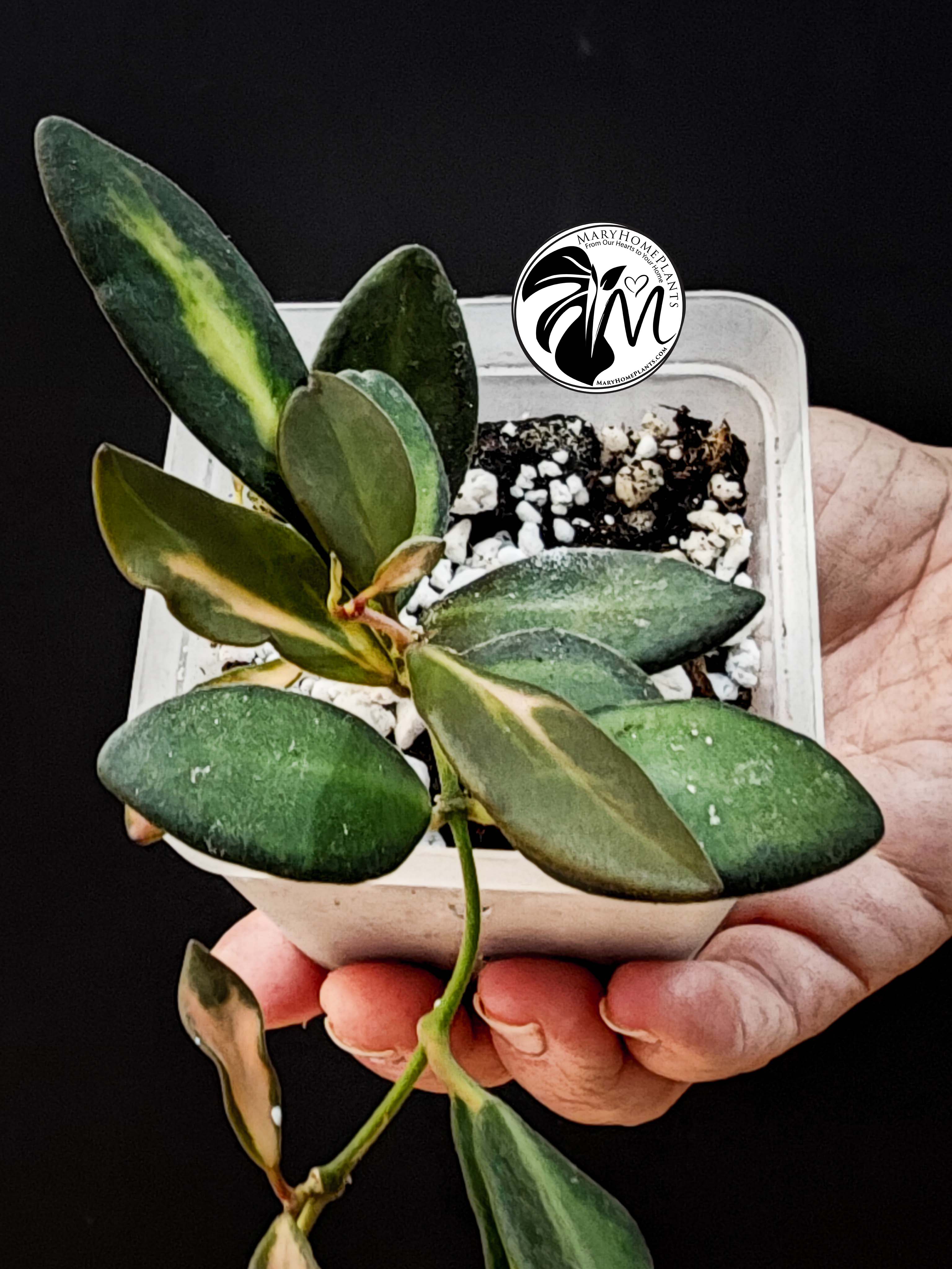 hoya burtoniae variegated – hoya ds 70