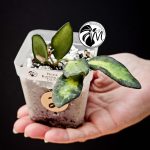 hoya burtoniae variegated – hoya ds 70 (copy)