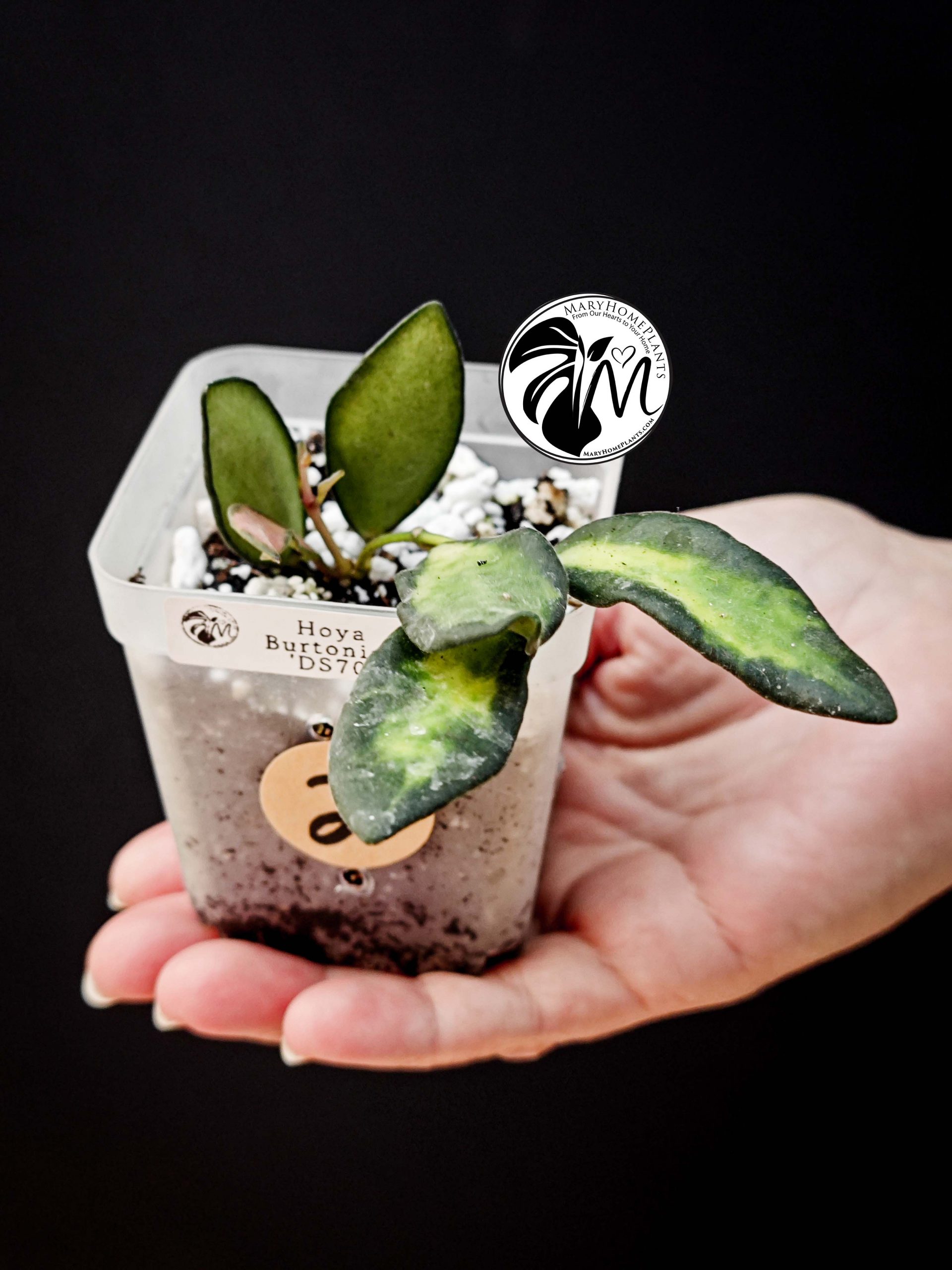 hoya burtoniae variegated – hoya ds 70 (copy)