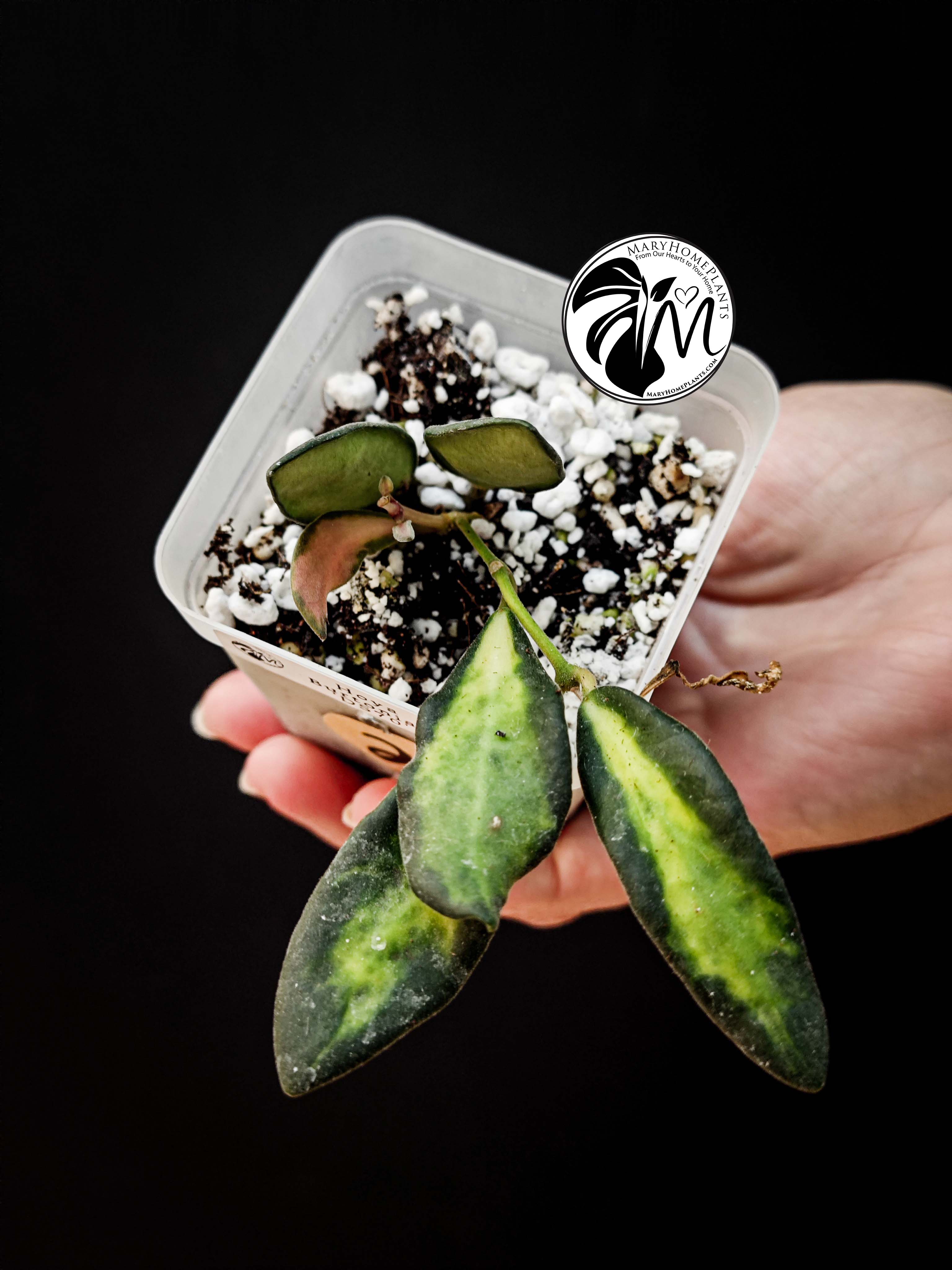 hoya burtoniae variegated – hoya ds 70 (copy)