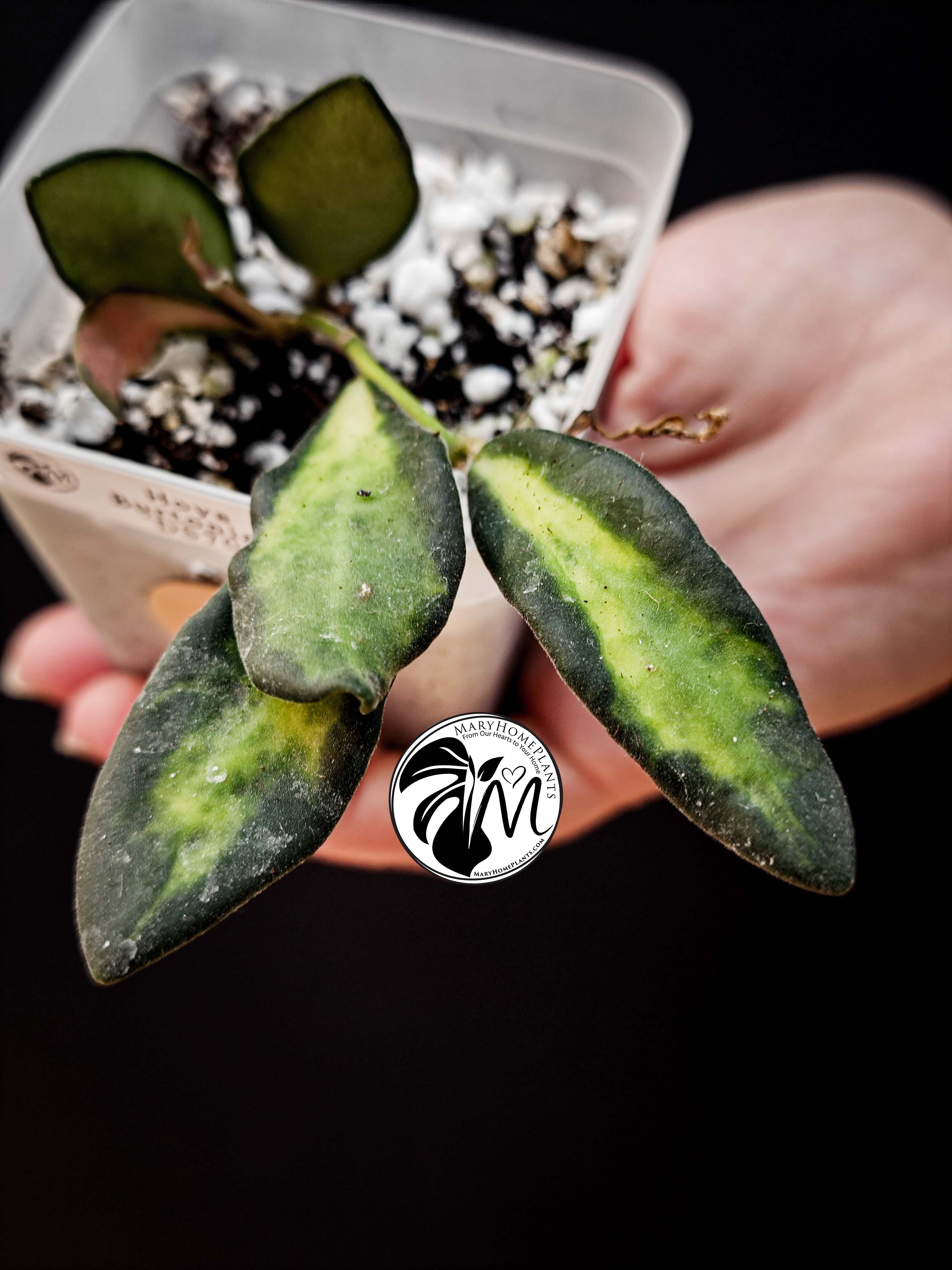 hoya burtoniae variegated – hoya ds 70 (copy)