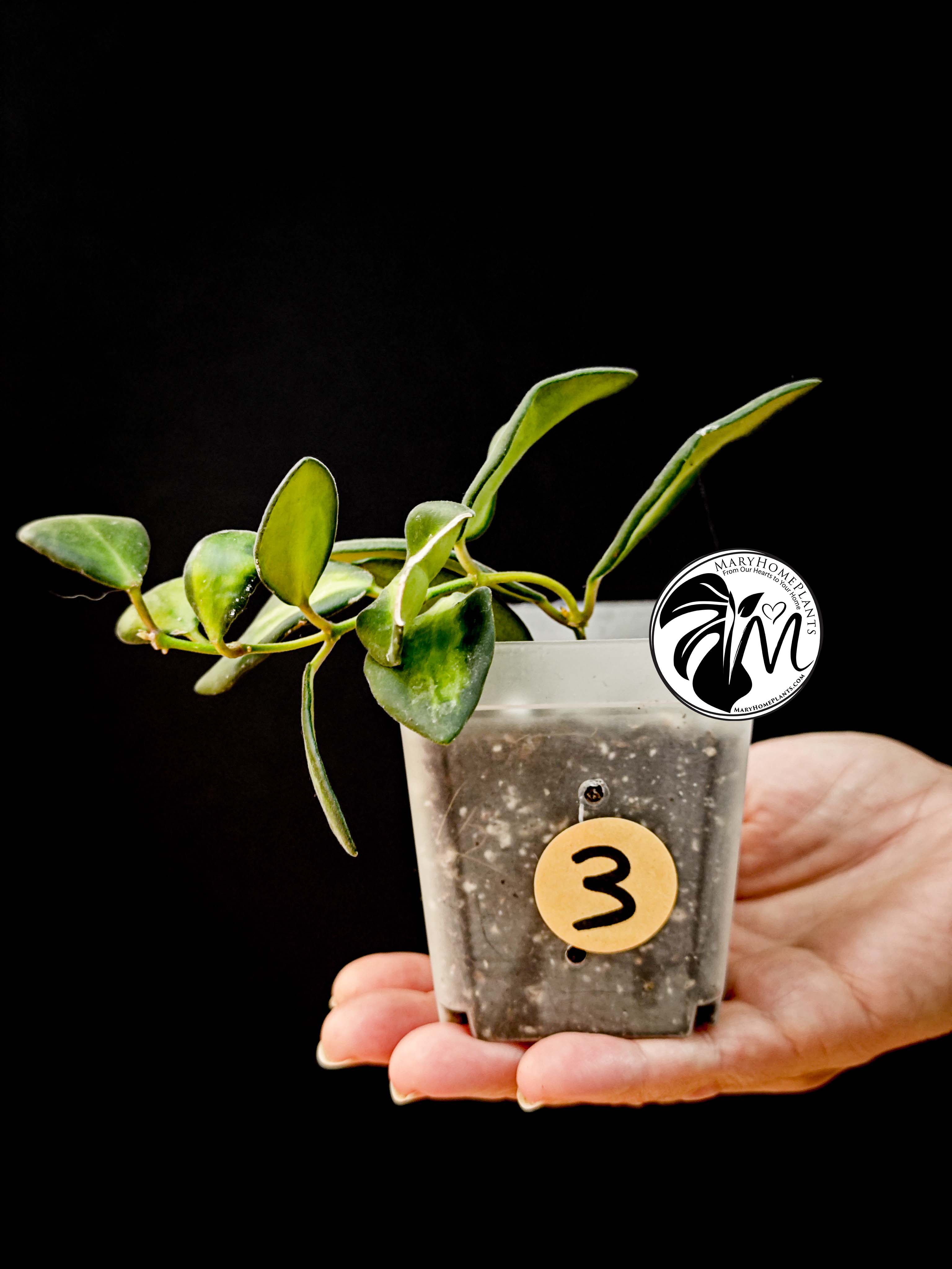 hoya burtoniae variegated – hoya ds 70 (copy)
