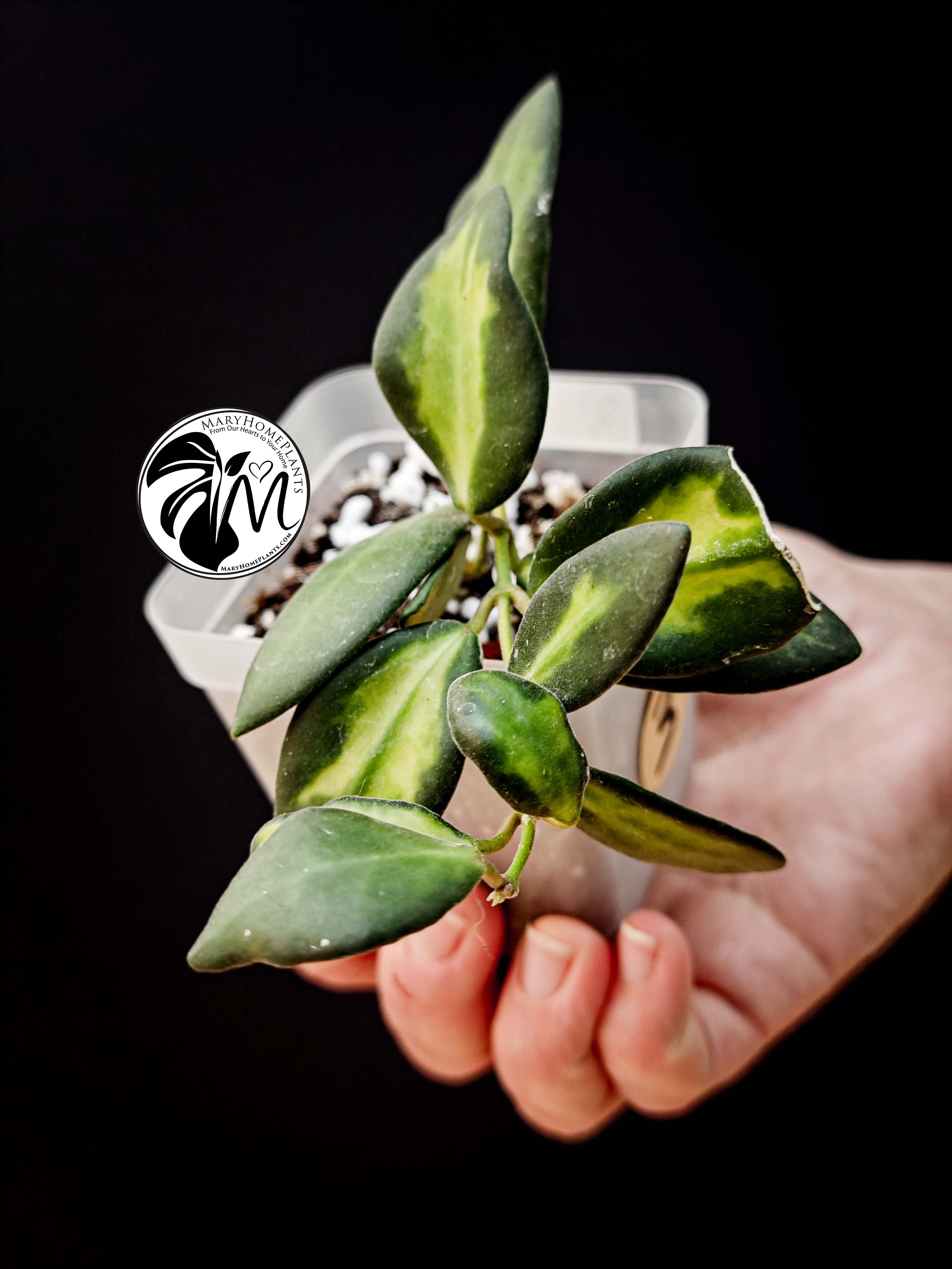 hoya burtoniae variegated – hoya ds 70 (copy)