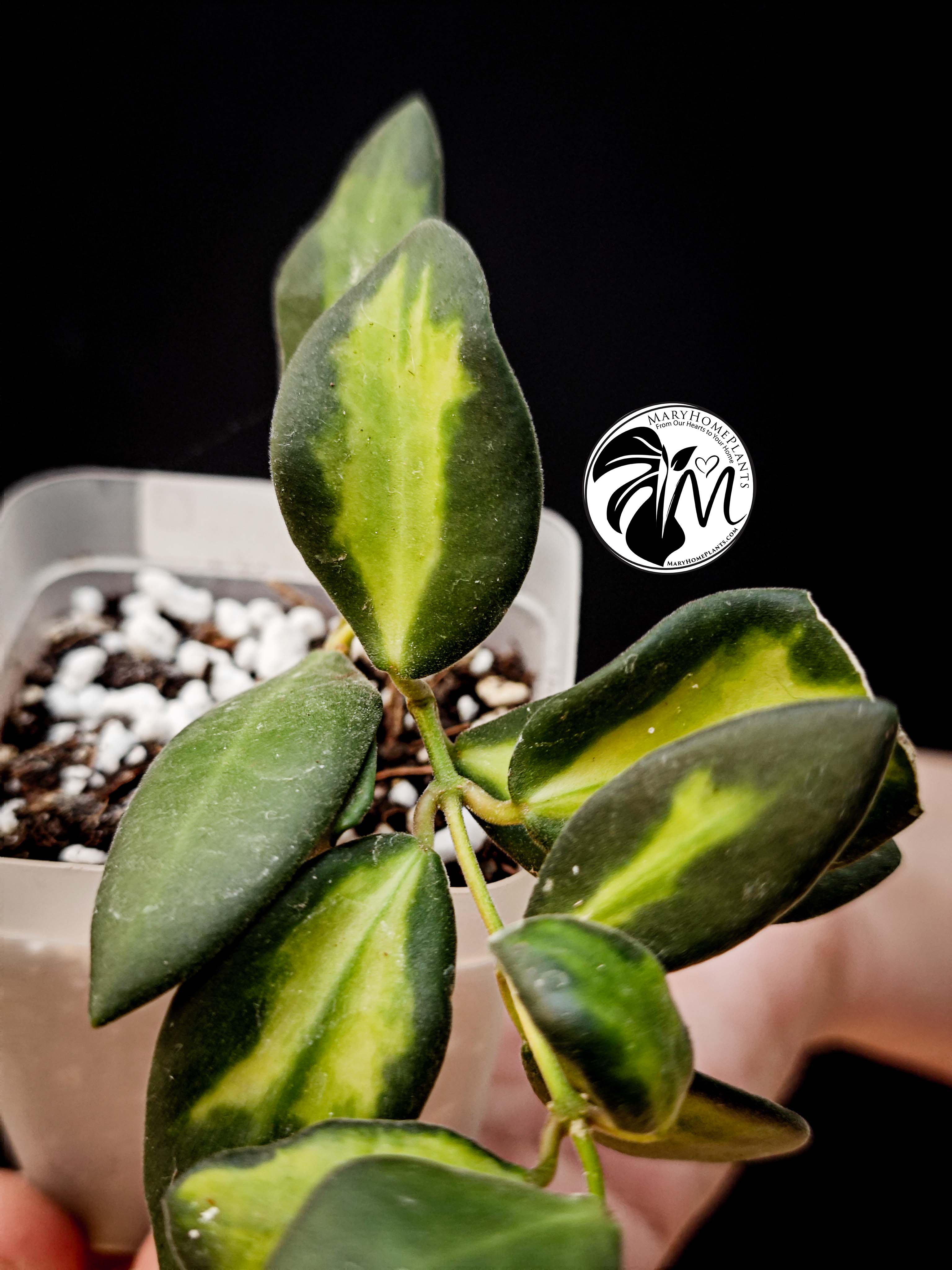 hoya burtoniae variegated – hoya ds 70 (copy)