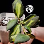 hoya burtoniae variegated – hoya ds 70 (copy)