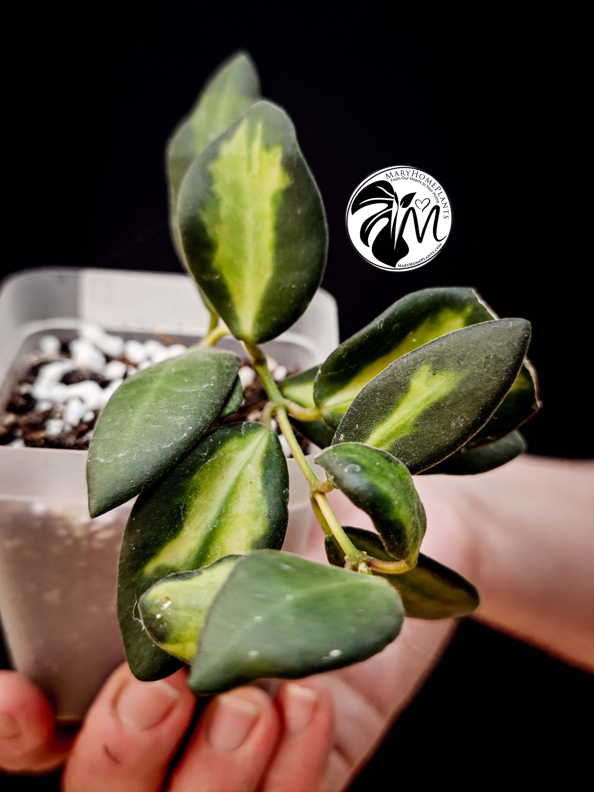 hoya burtoniae variegated – hoya ds 70 (copy)