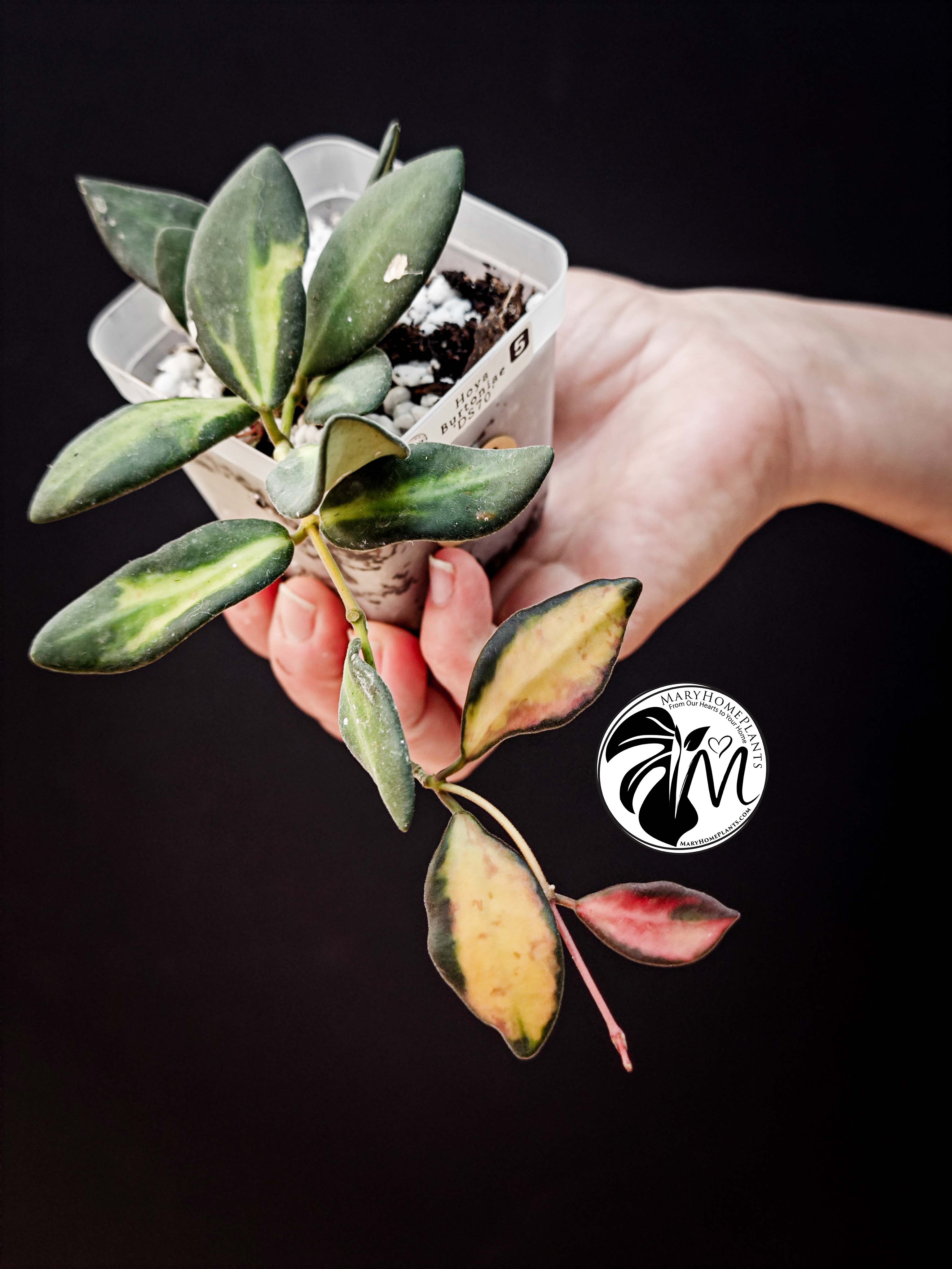 hoya burtoniae variegated – hoya ds 70 (copy)