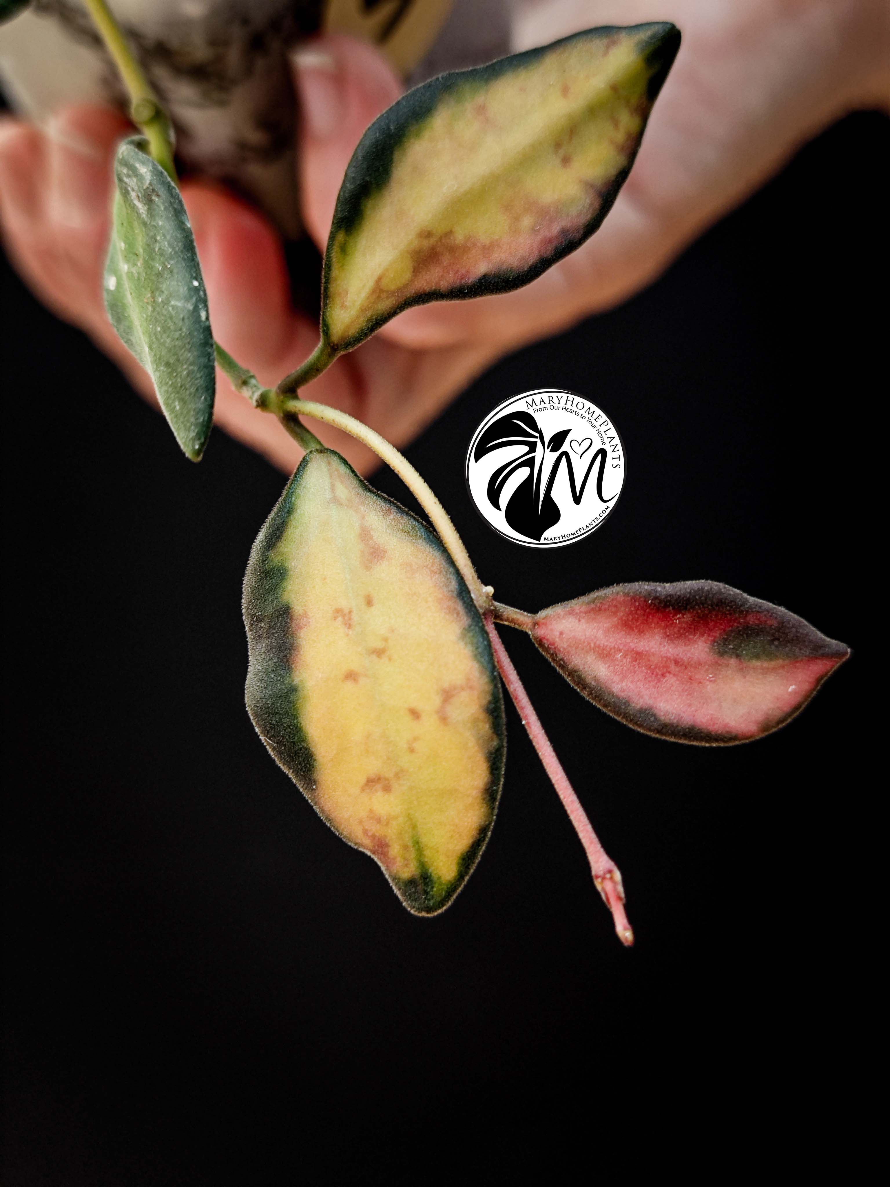 hoya burtoniae variegated – hoya ds 70 (copy)