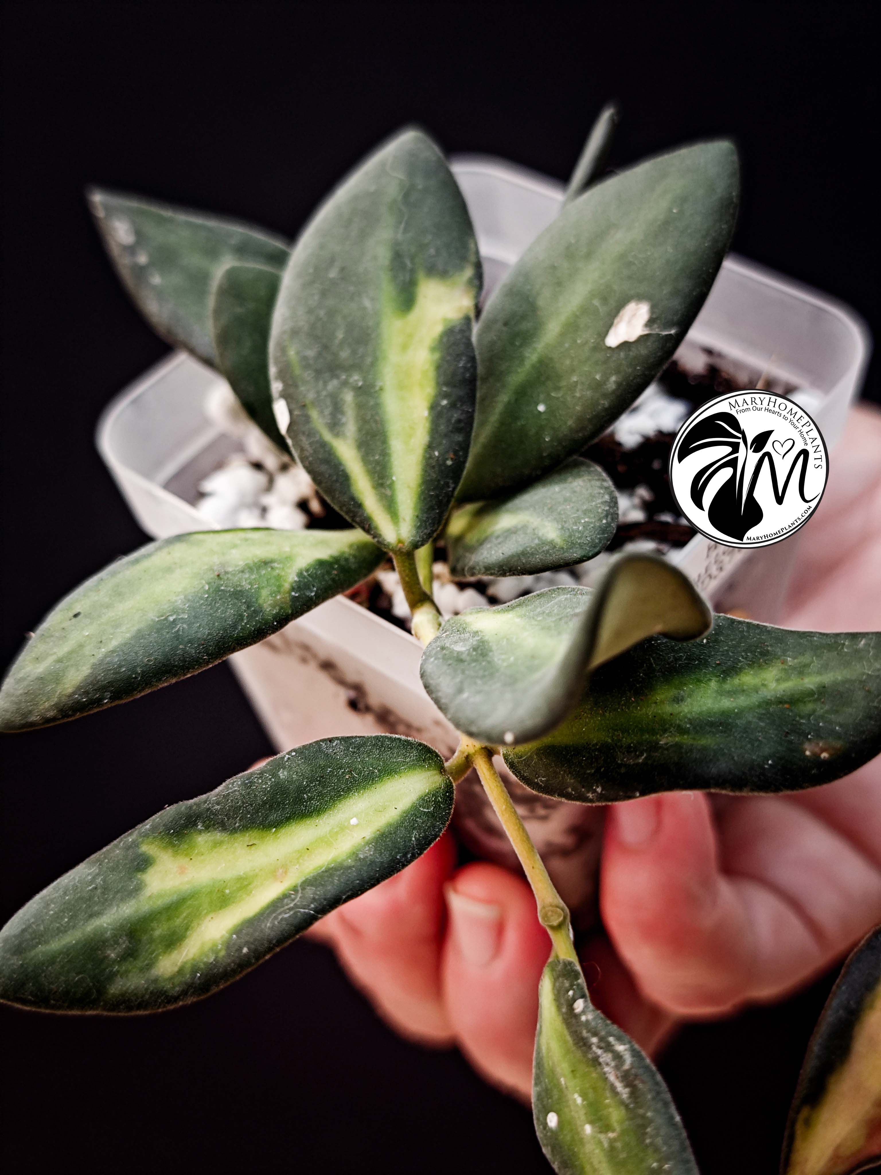hoya burtoniae variegated – hoya ds 70 (copy)