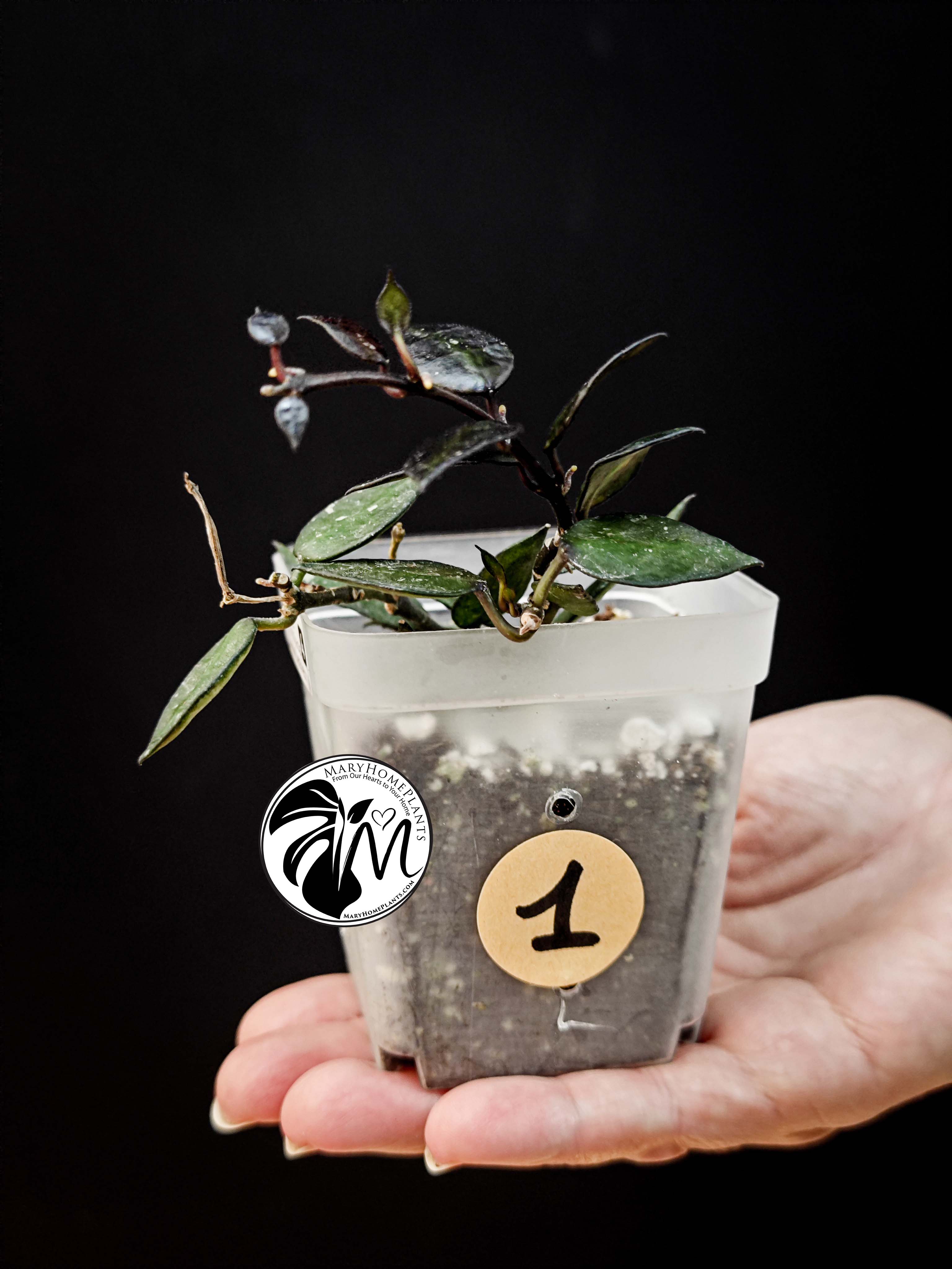 hoya krohniana black leaves (copy)