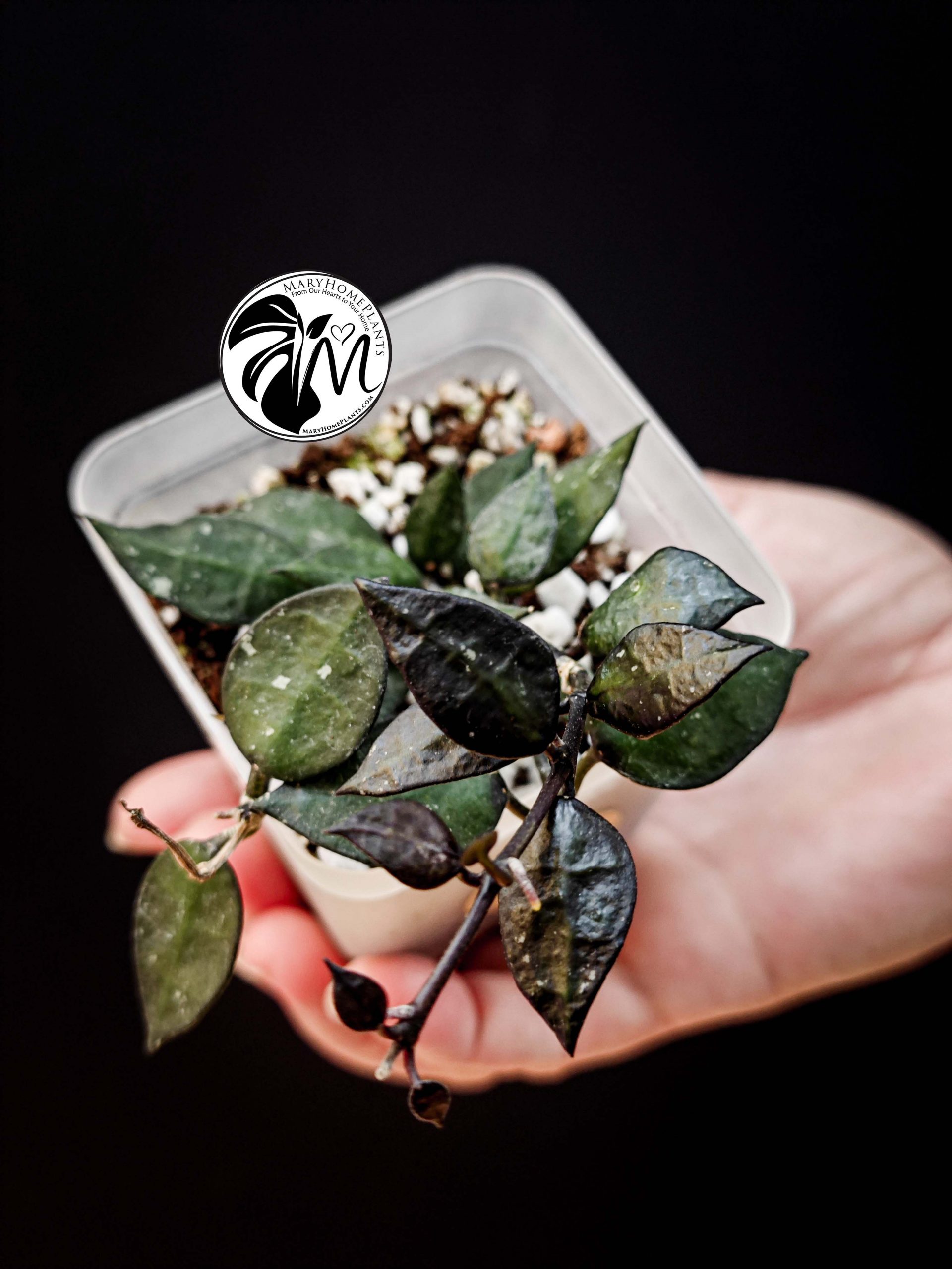 hoya krohniana black leaves (copy)