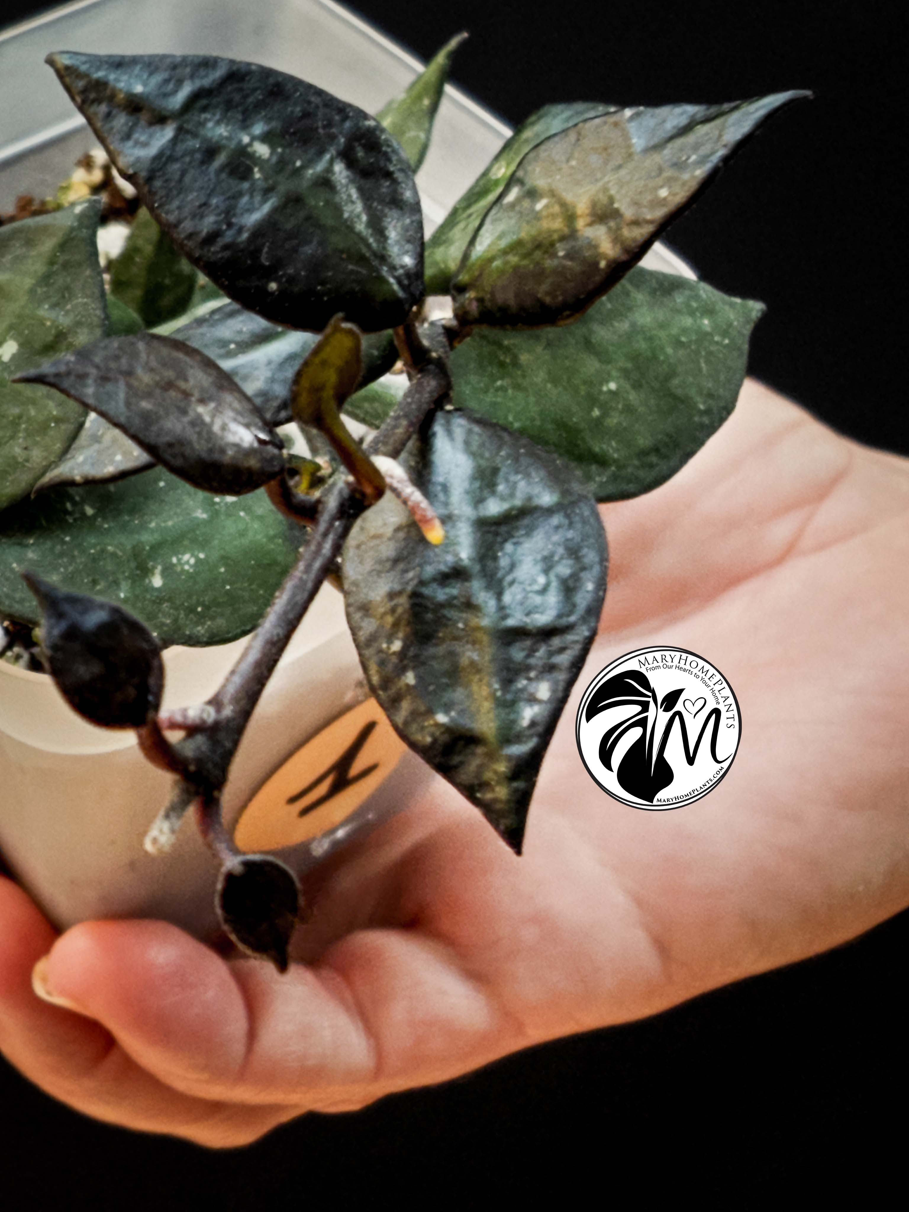 hoya krohniana black leaves (copy)
