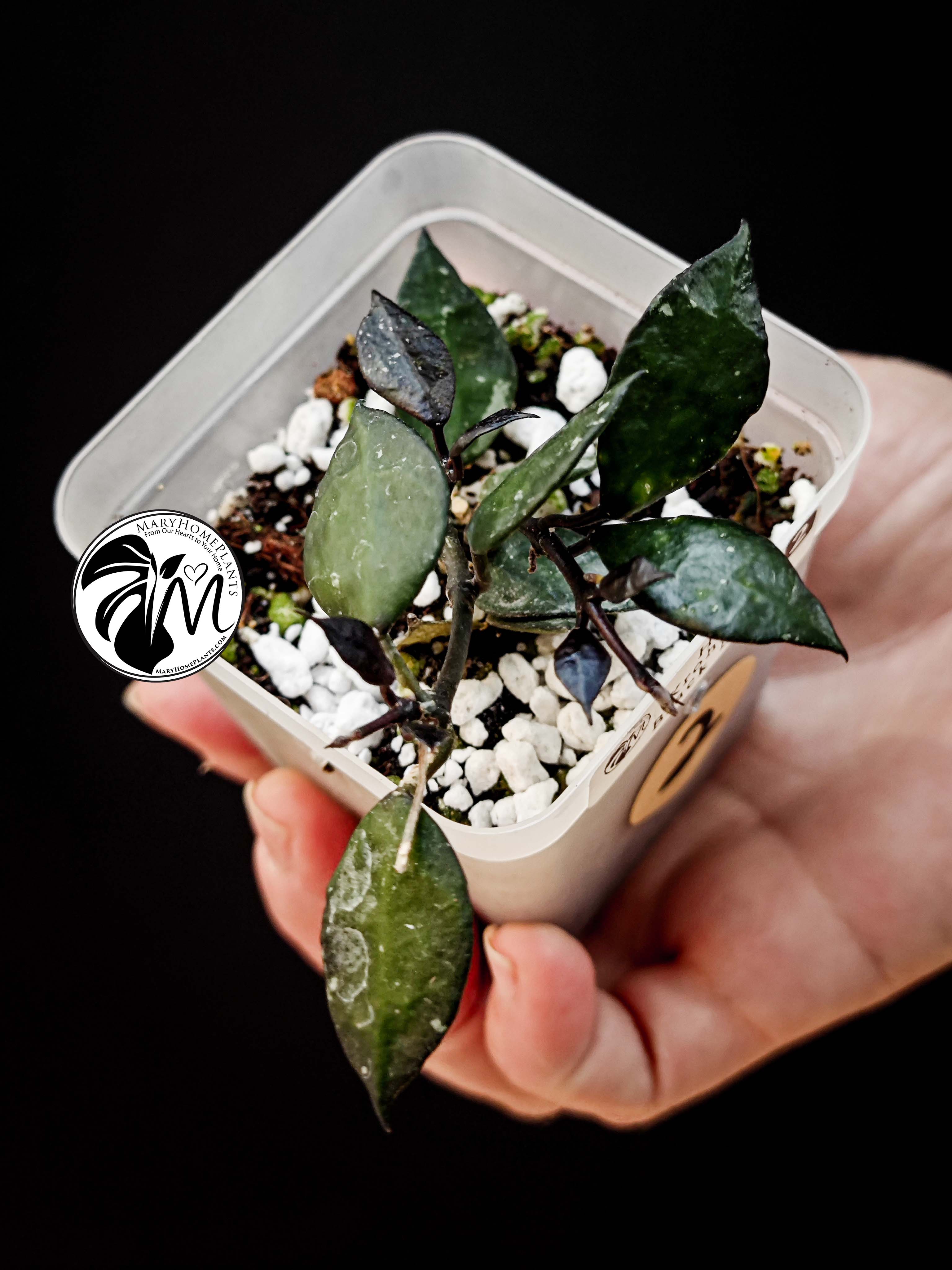 hoya krohniana black leaves (copy)