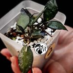 hoya krohniana black leaves (copy)
