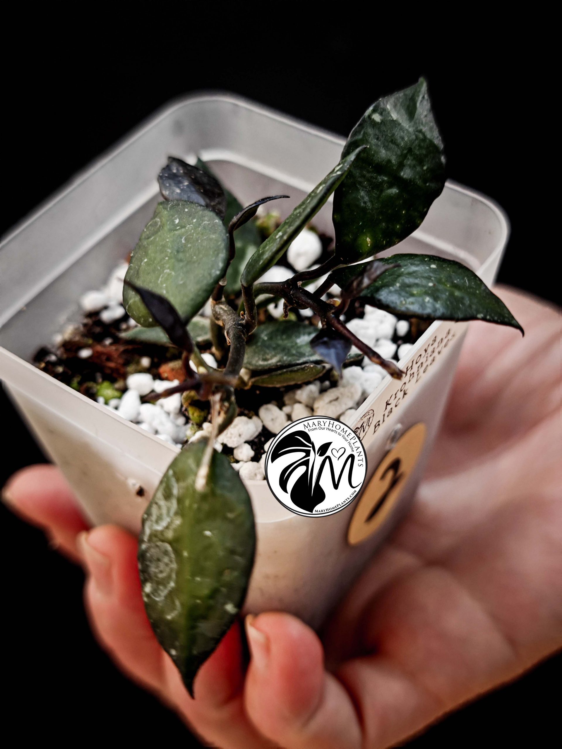 hoya krohniana black leaves (copy)