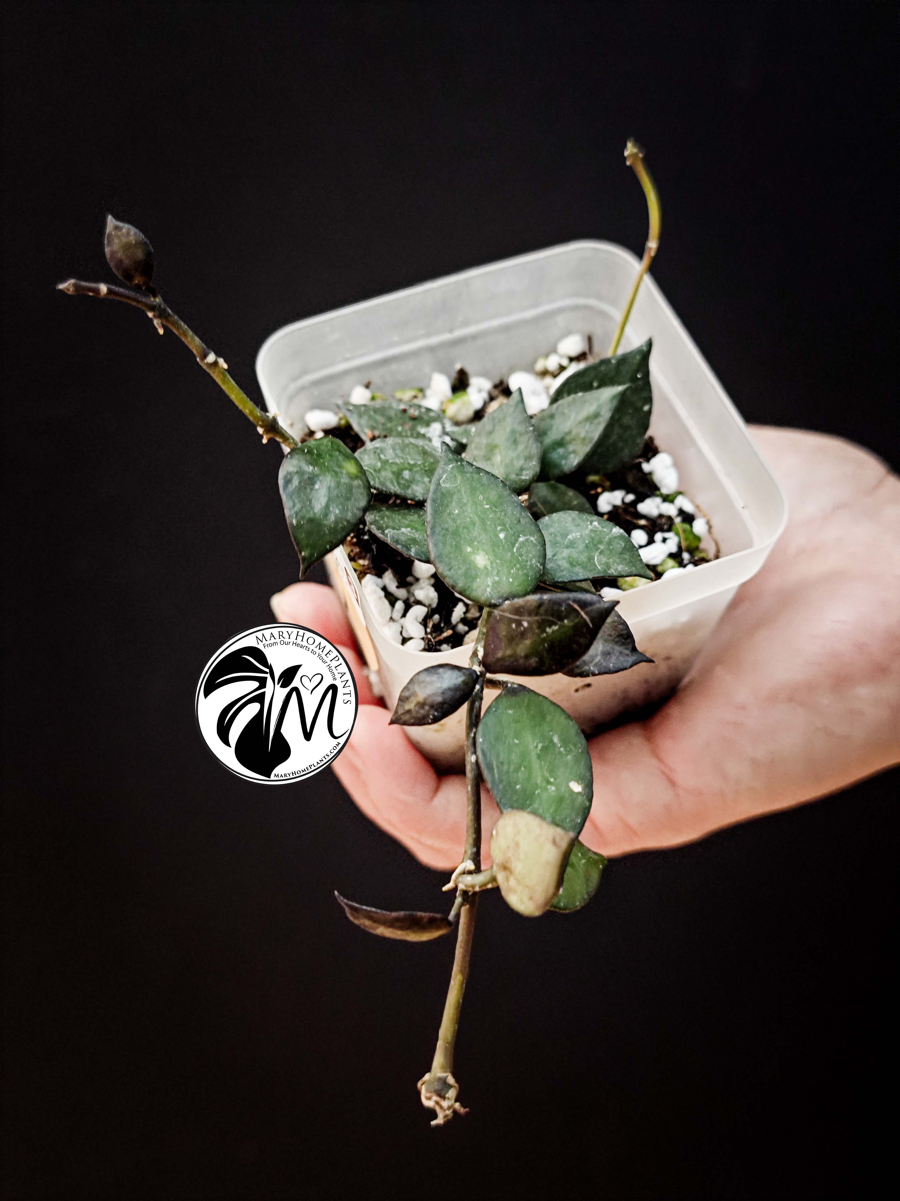 hoya krohniana black leaves (copy)