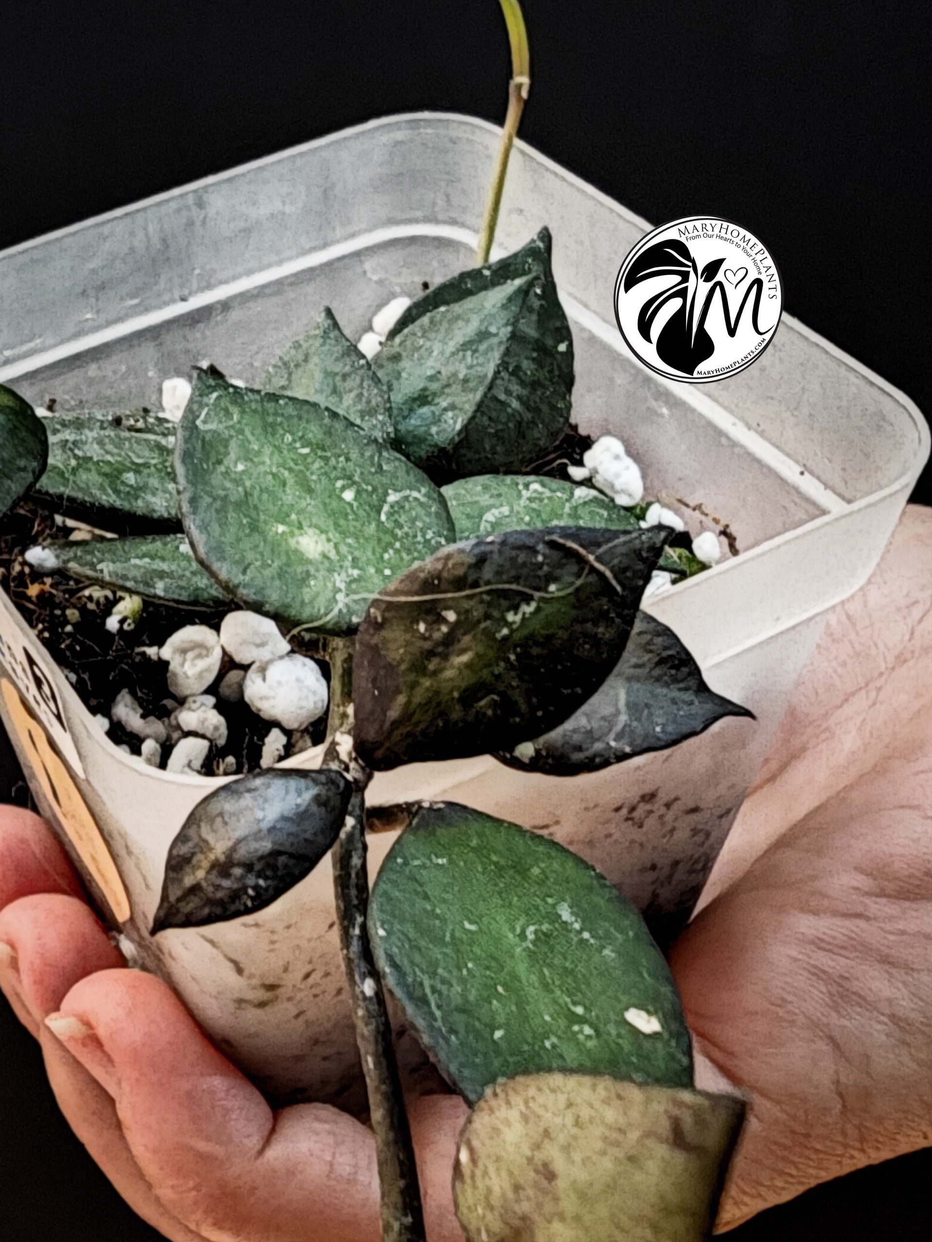hoya krohniana black leaves (copy)