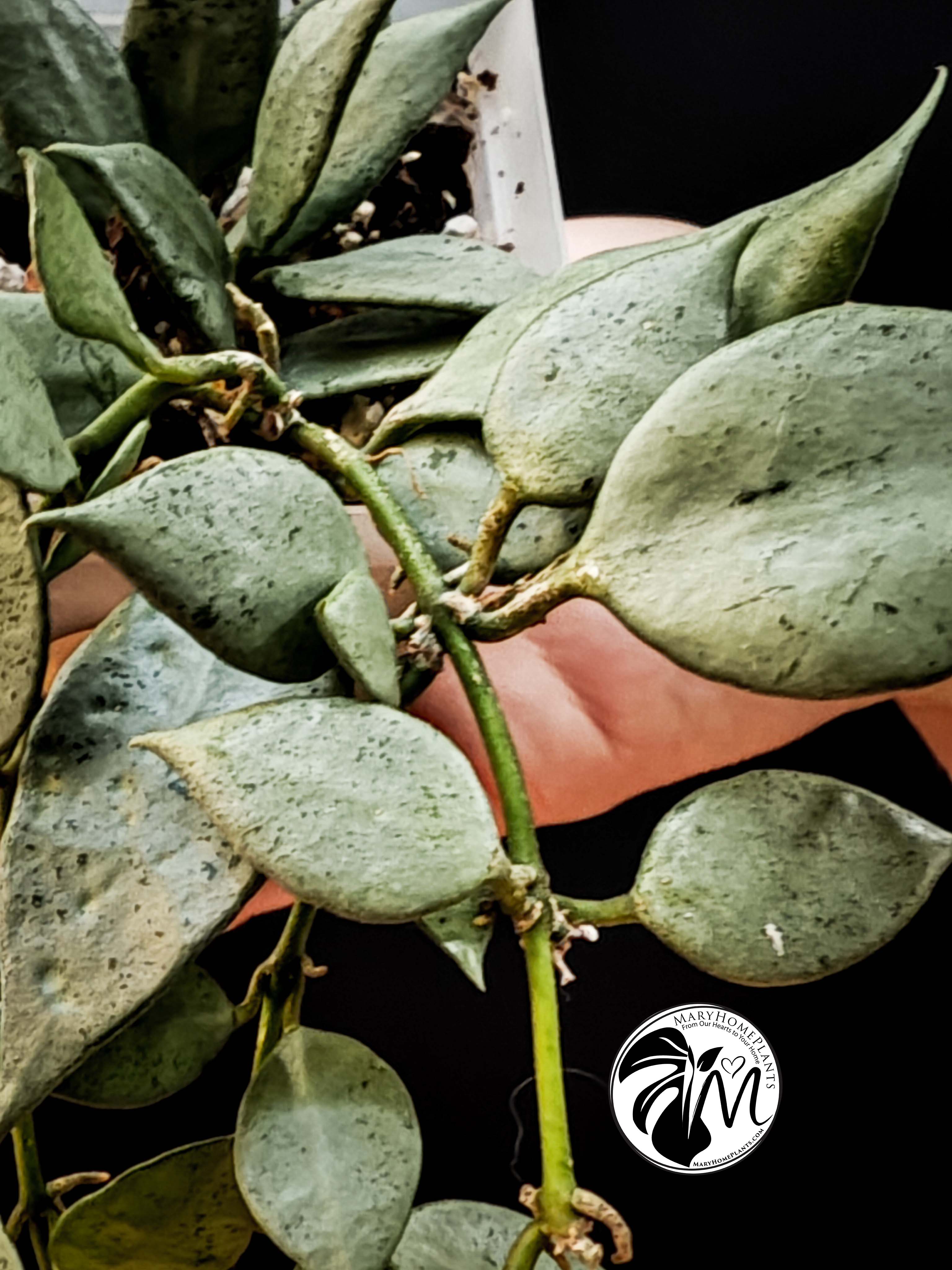 hoya lacunosa silver (copy)