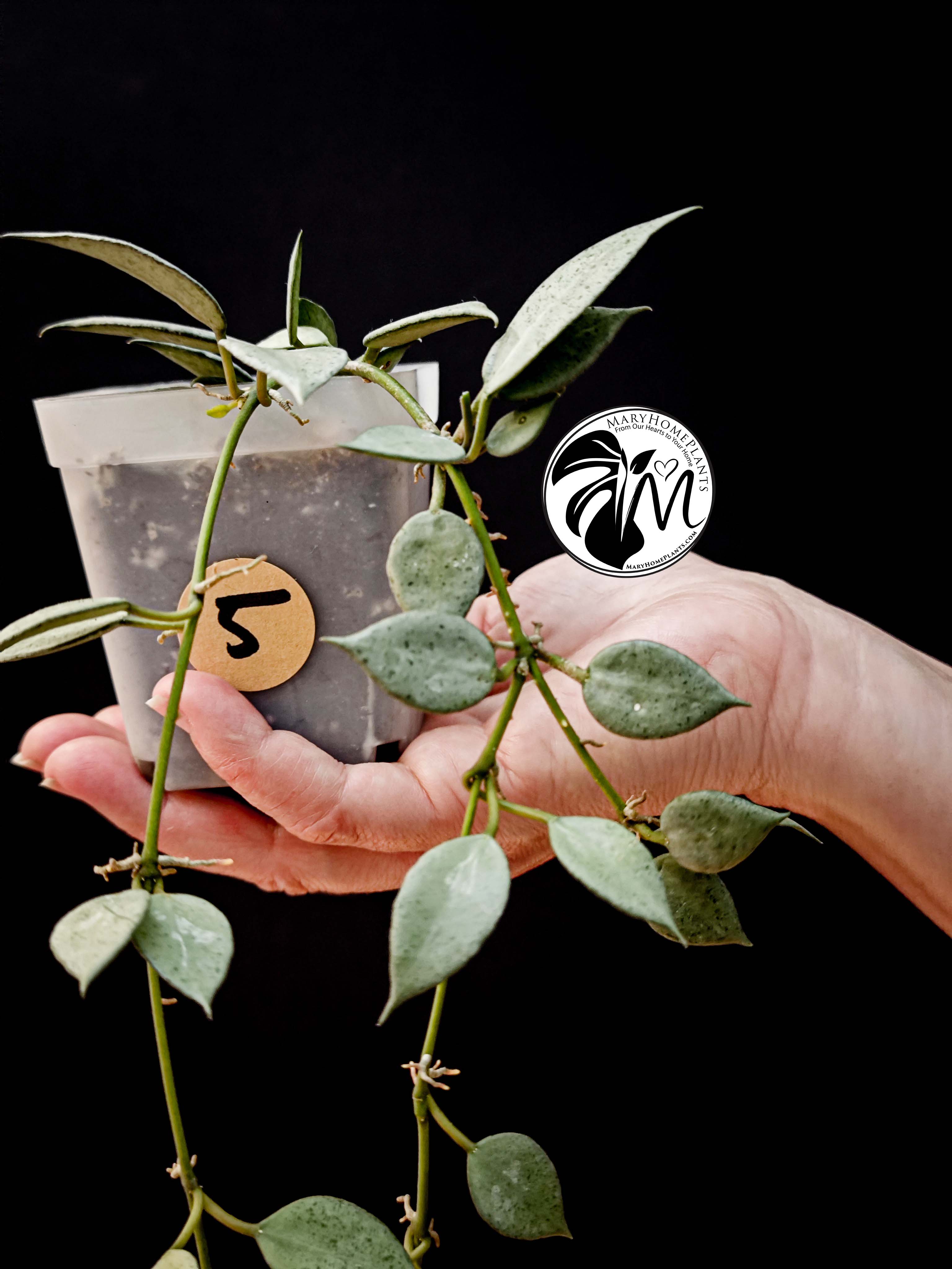 hoya lacunosa silver (copy)
