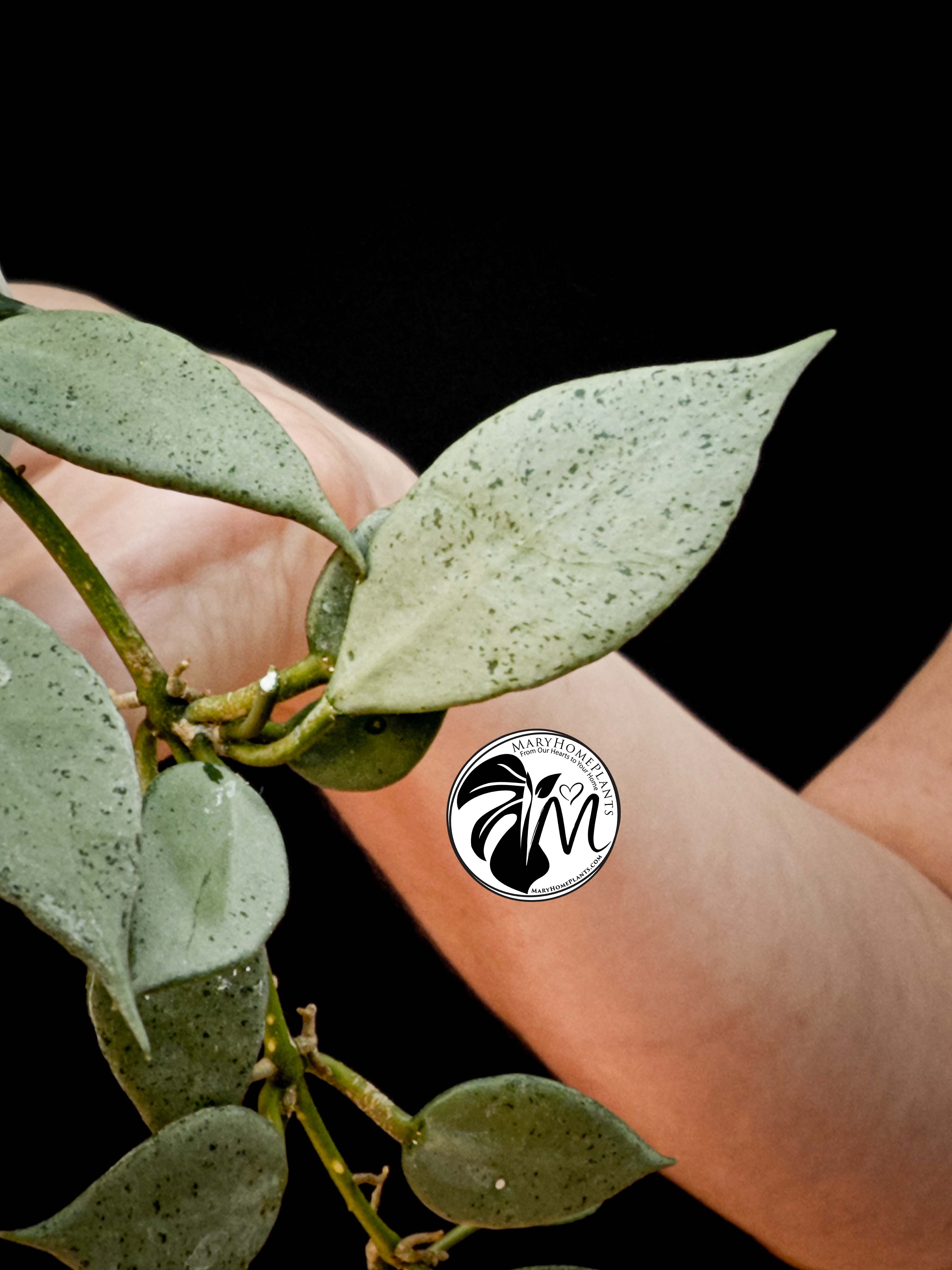 hoya lacunosa silver (copy)