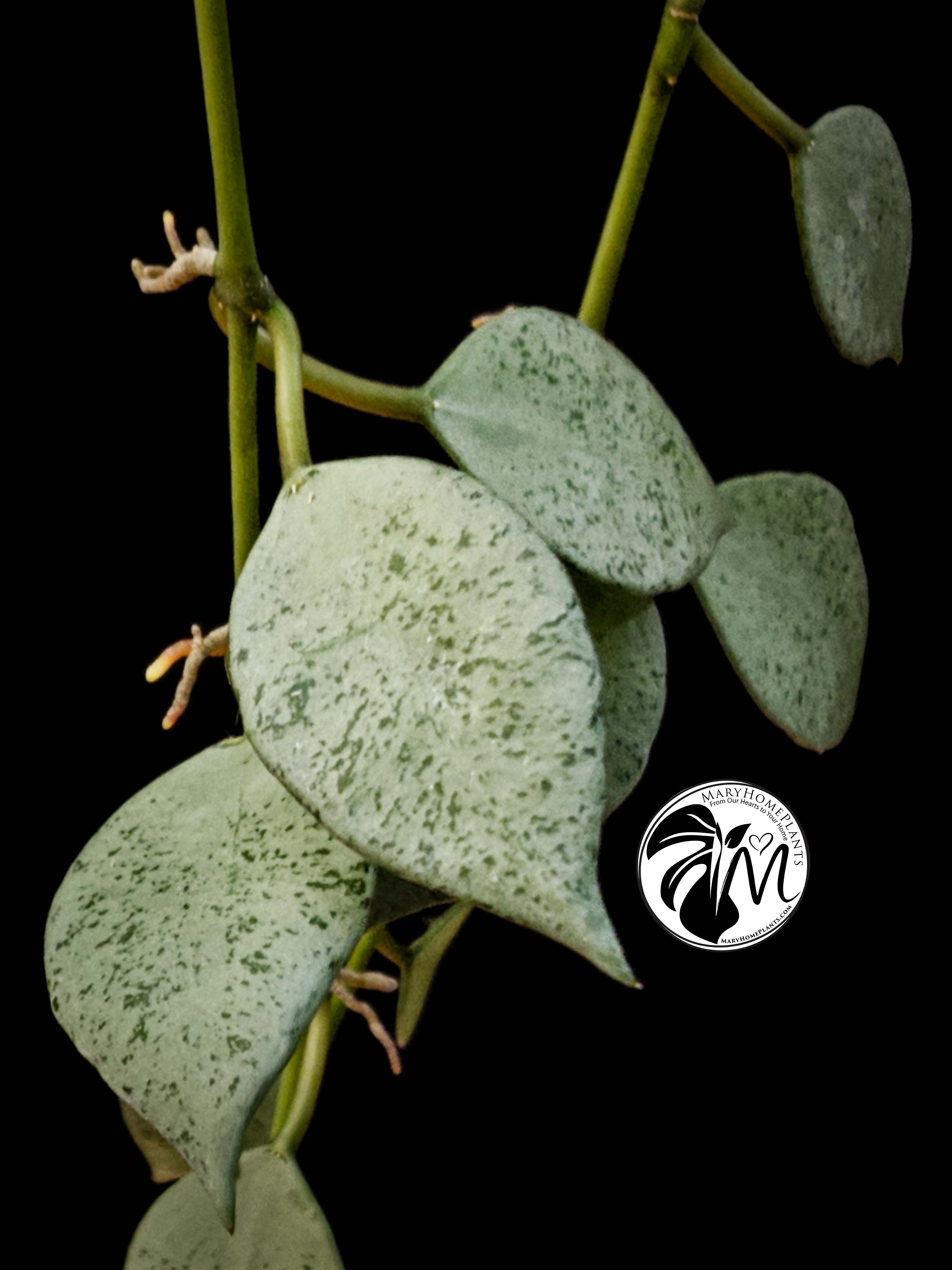 hoya lacunosa silver (copy)