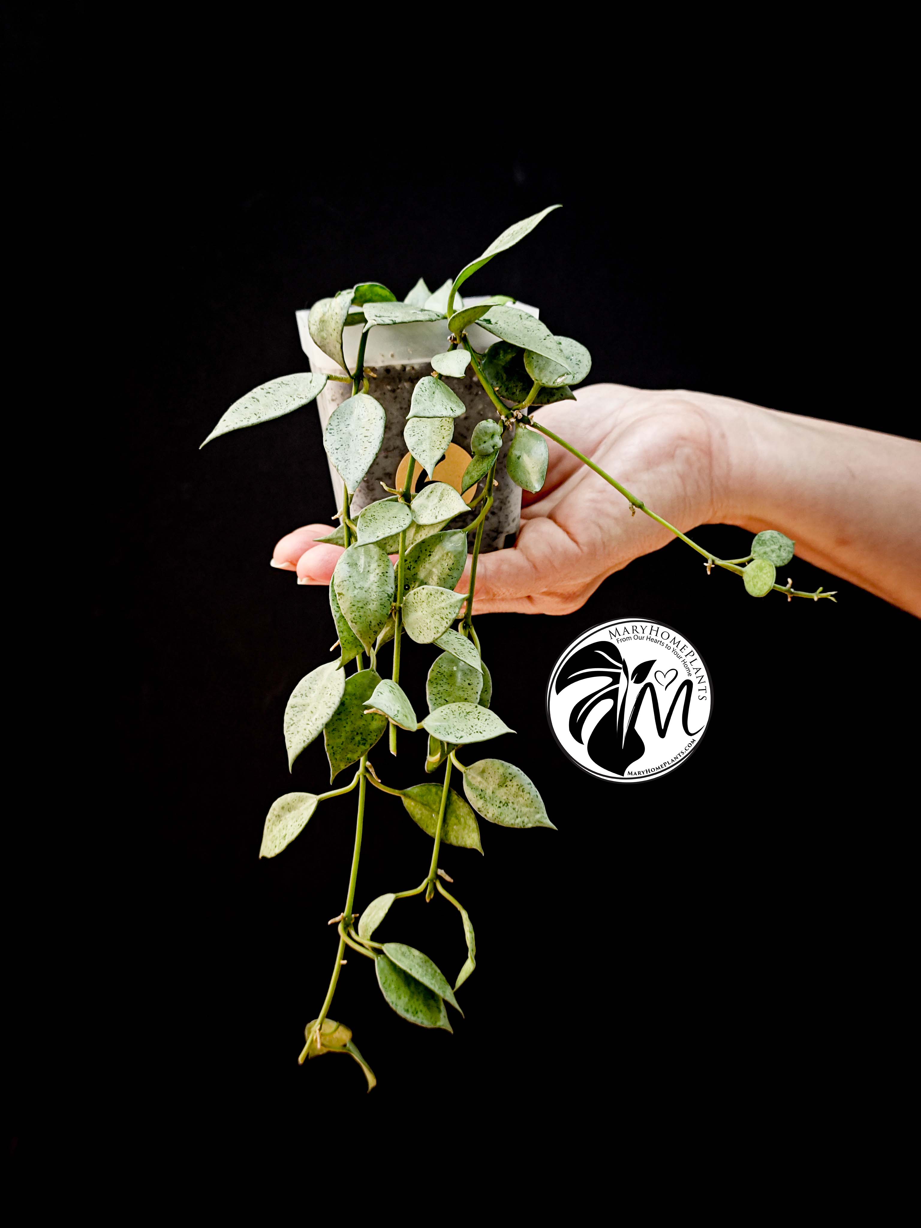 hoya lacunosa silver (copy)
