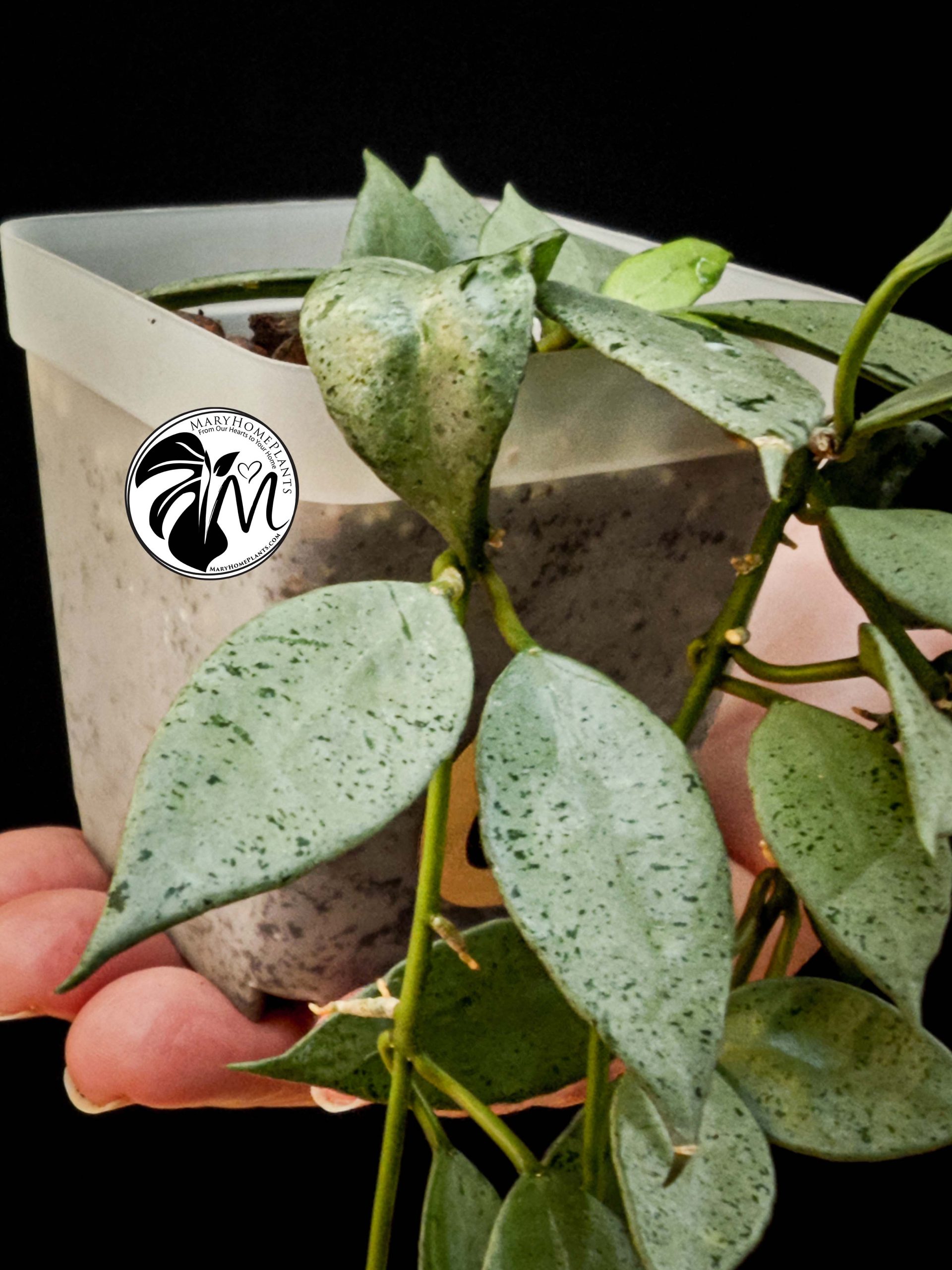 hoya lacunosa silver (copy)