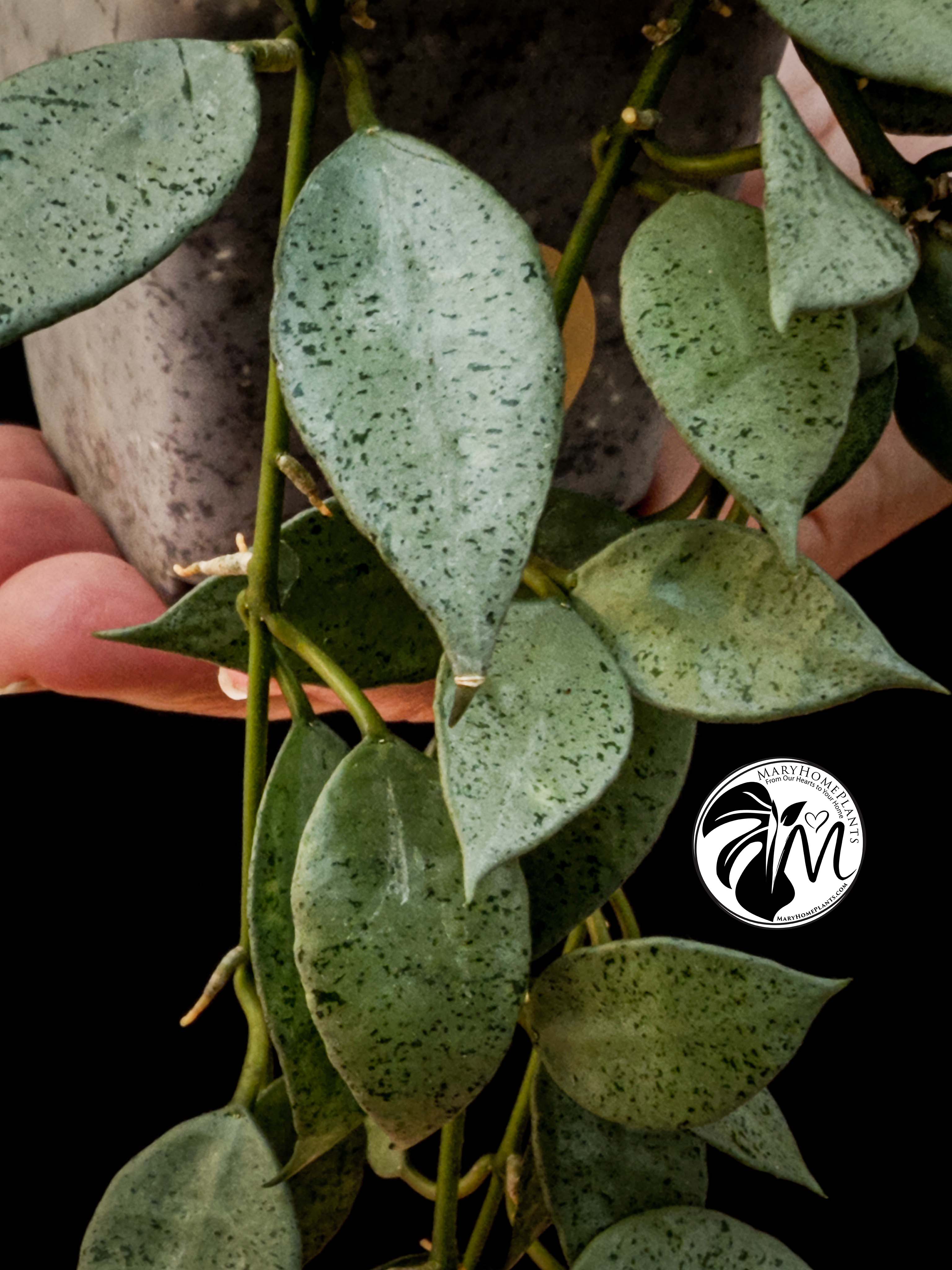 hoya lacunosa silver (copy)