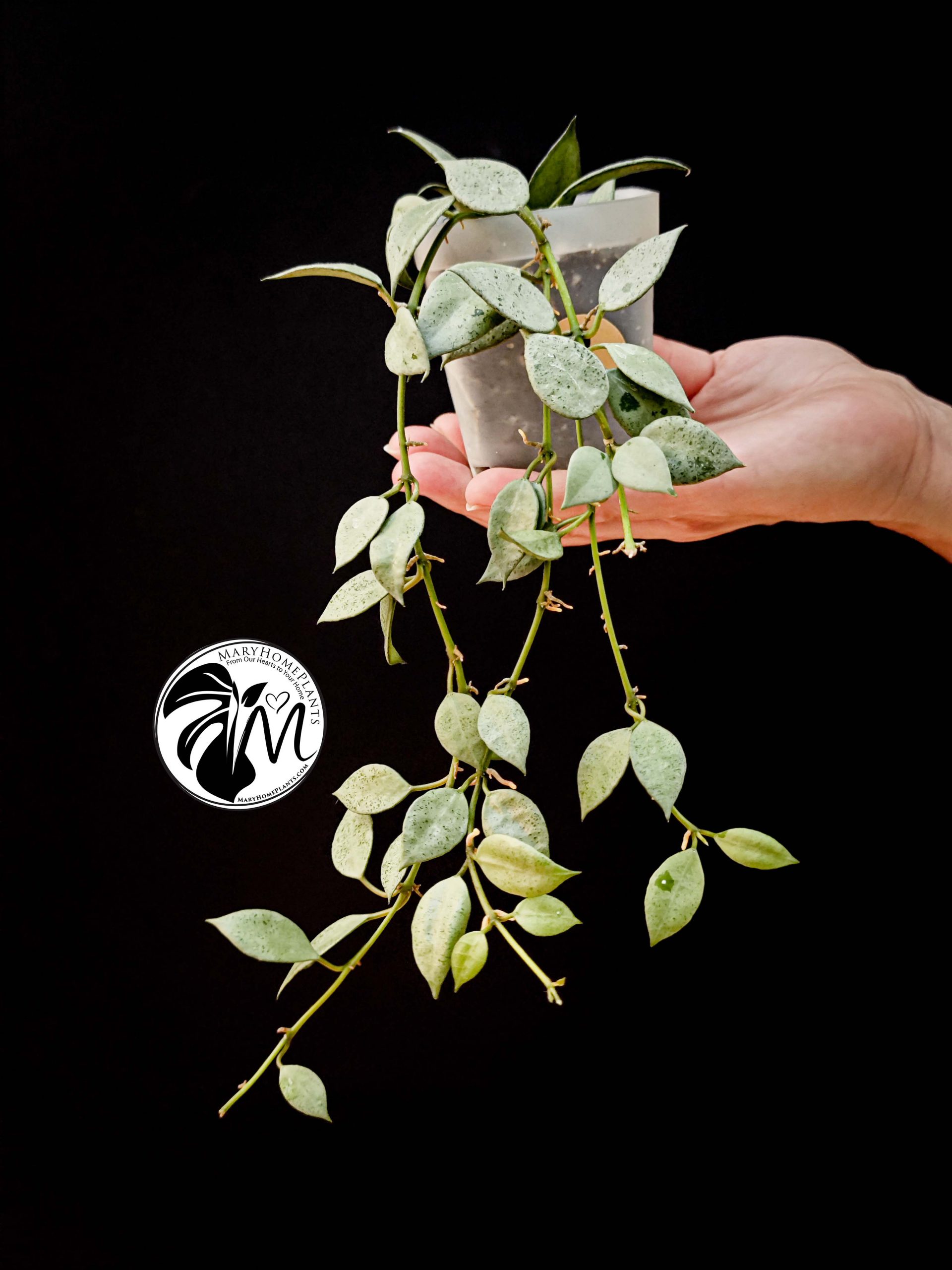 hoya lacunosa silver (copy)