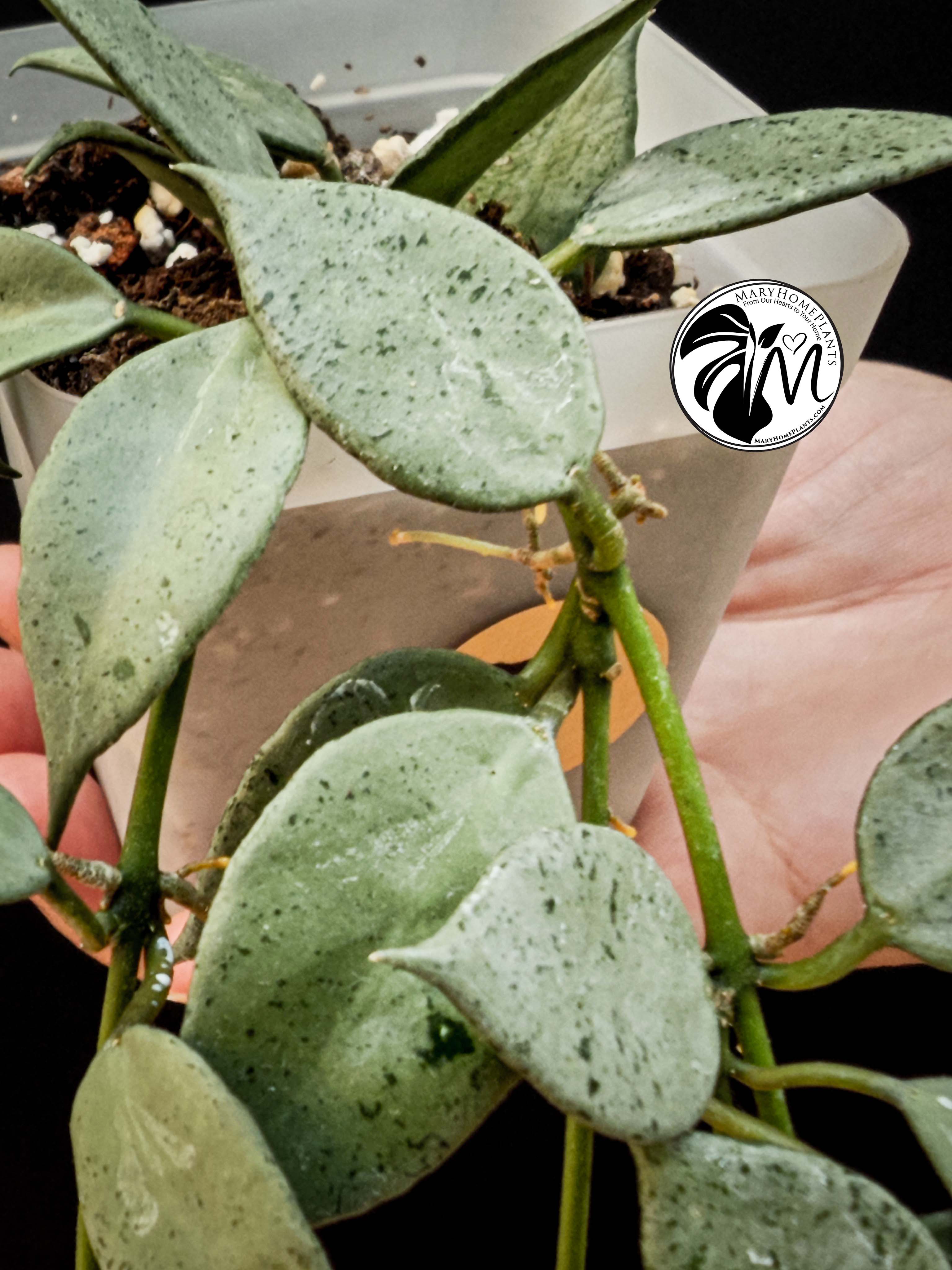 hoya lacunosa silver (copy)