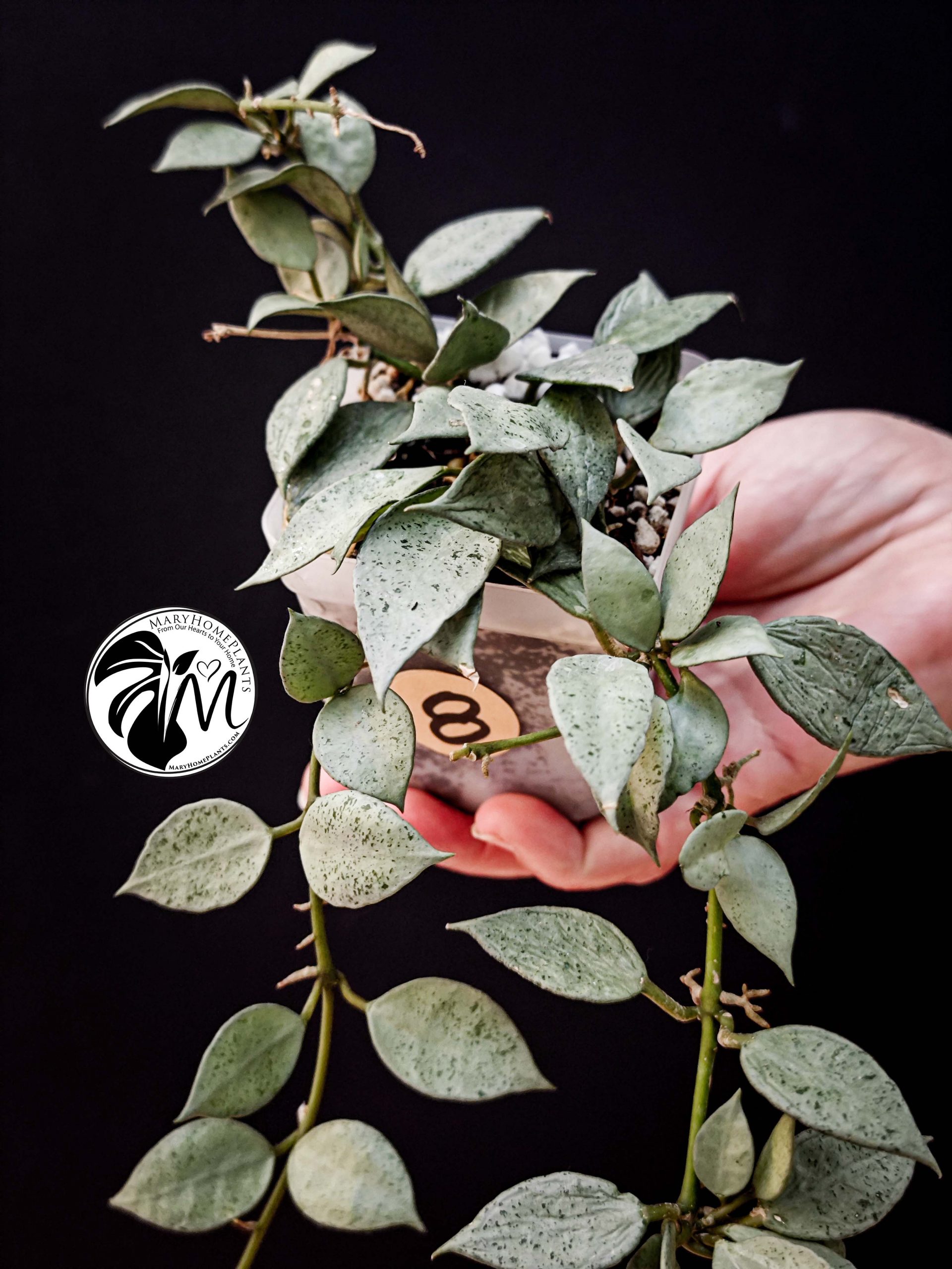 hoya lacunosa silver (copy)