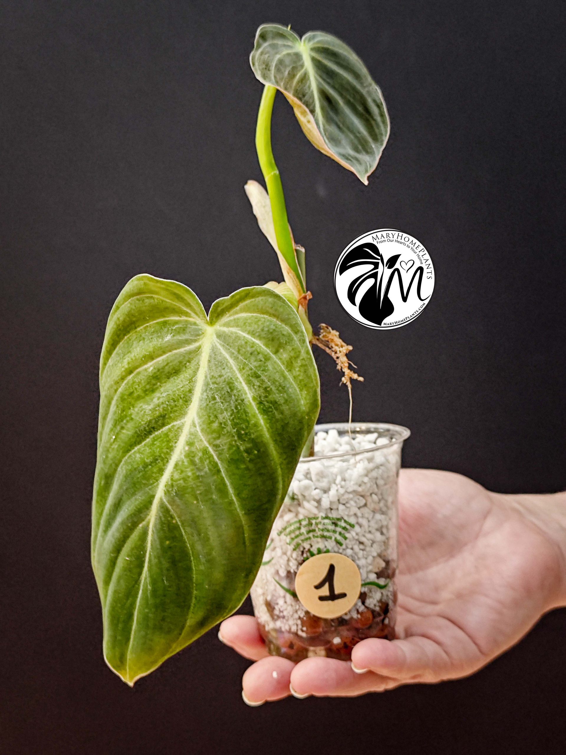 philodendron melanochrysum (copy)