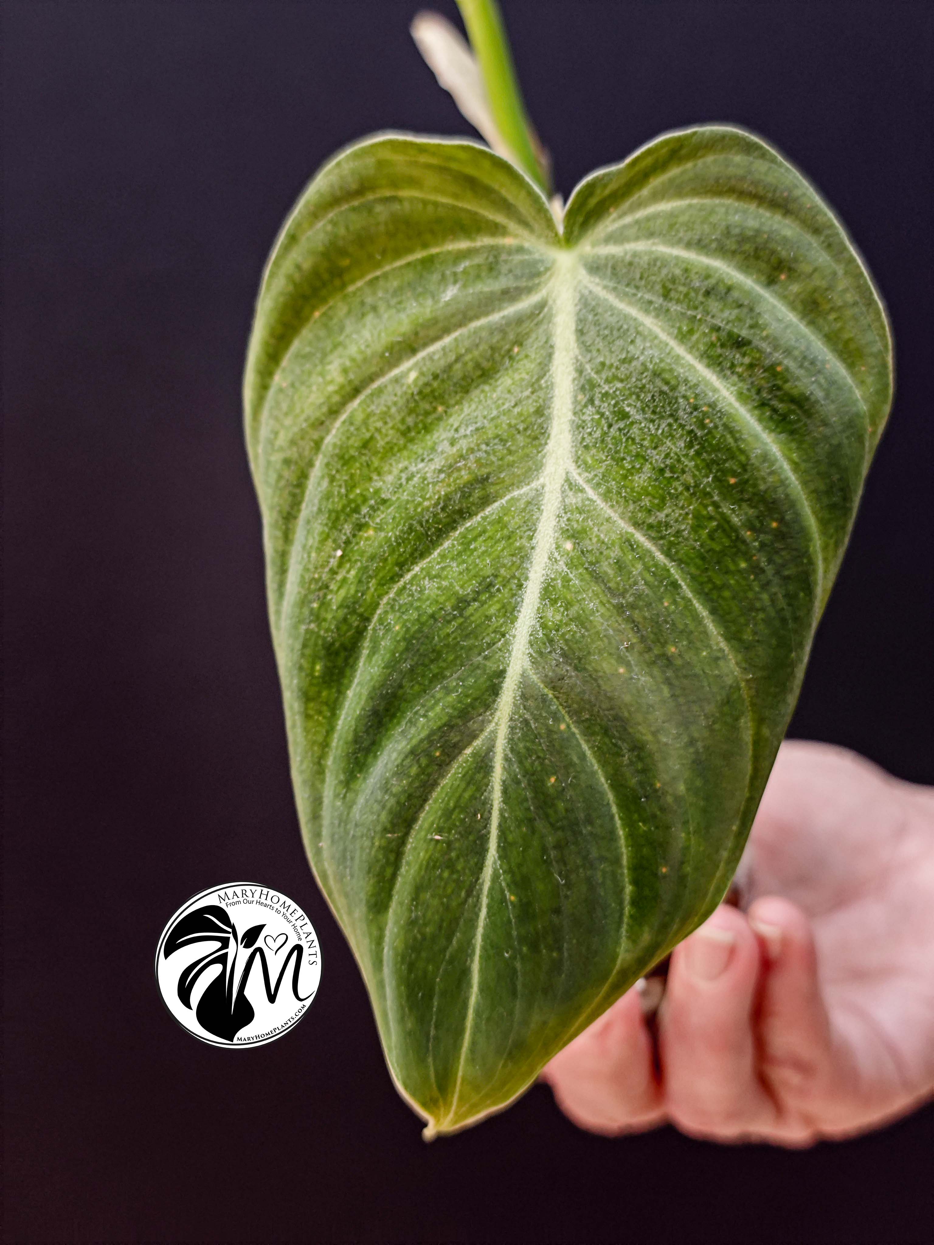 philodendron melanochrysum (copy)