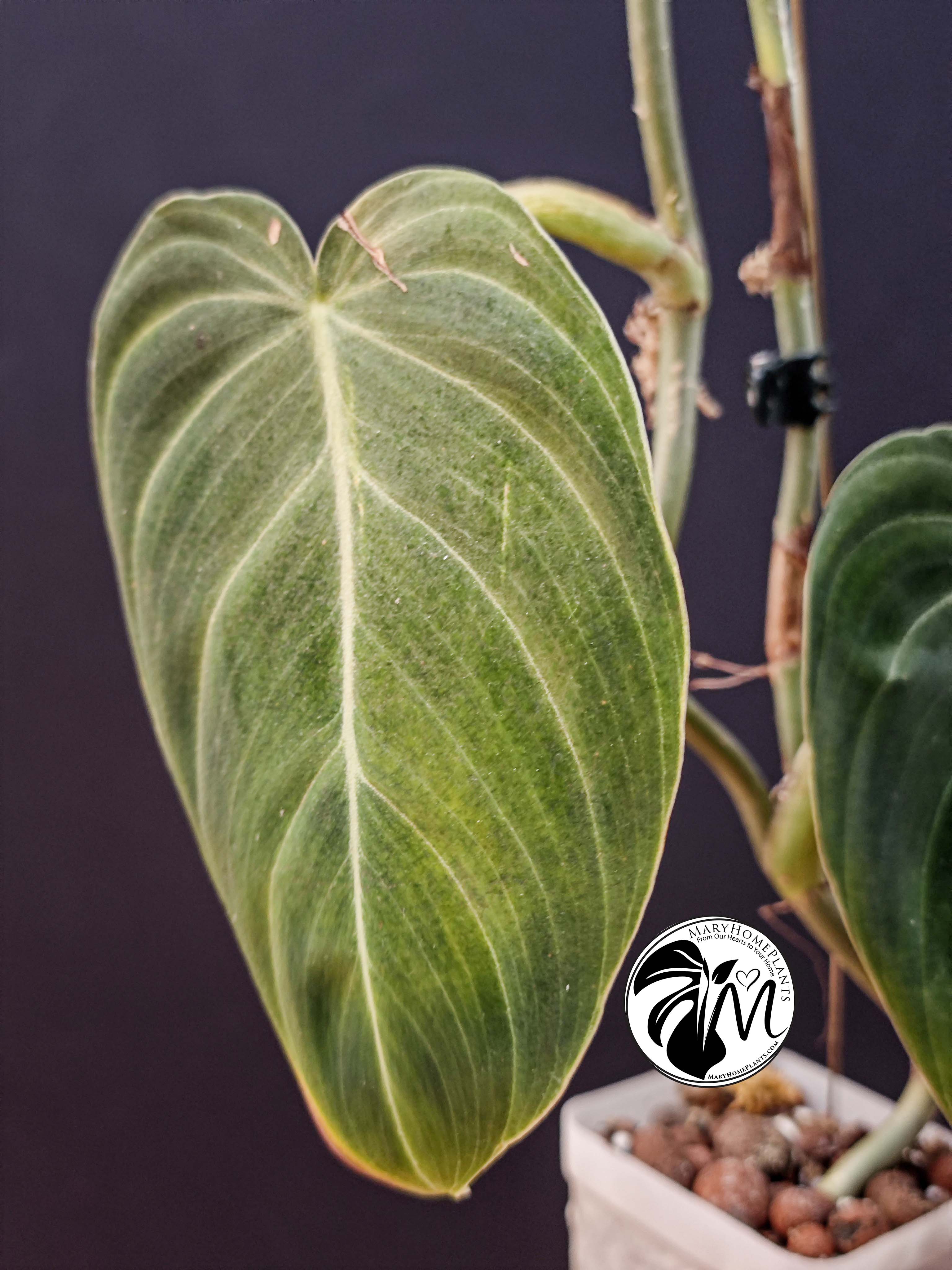 philodendron melanochrysum (copy)