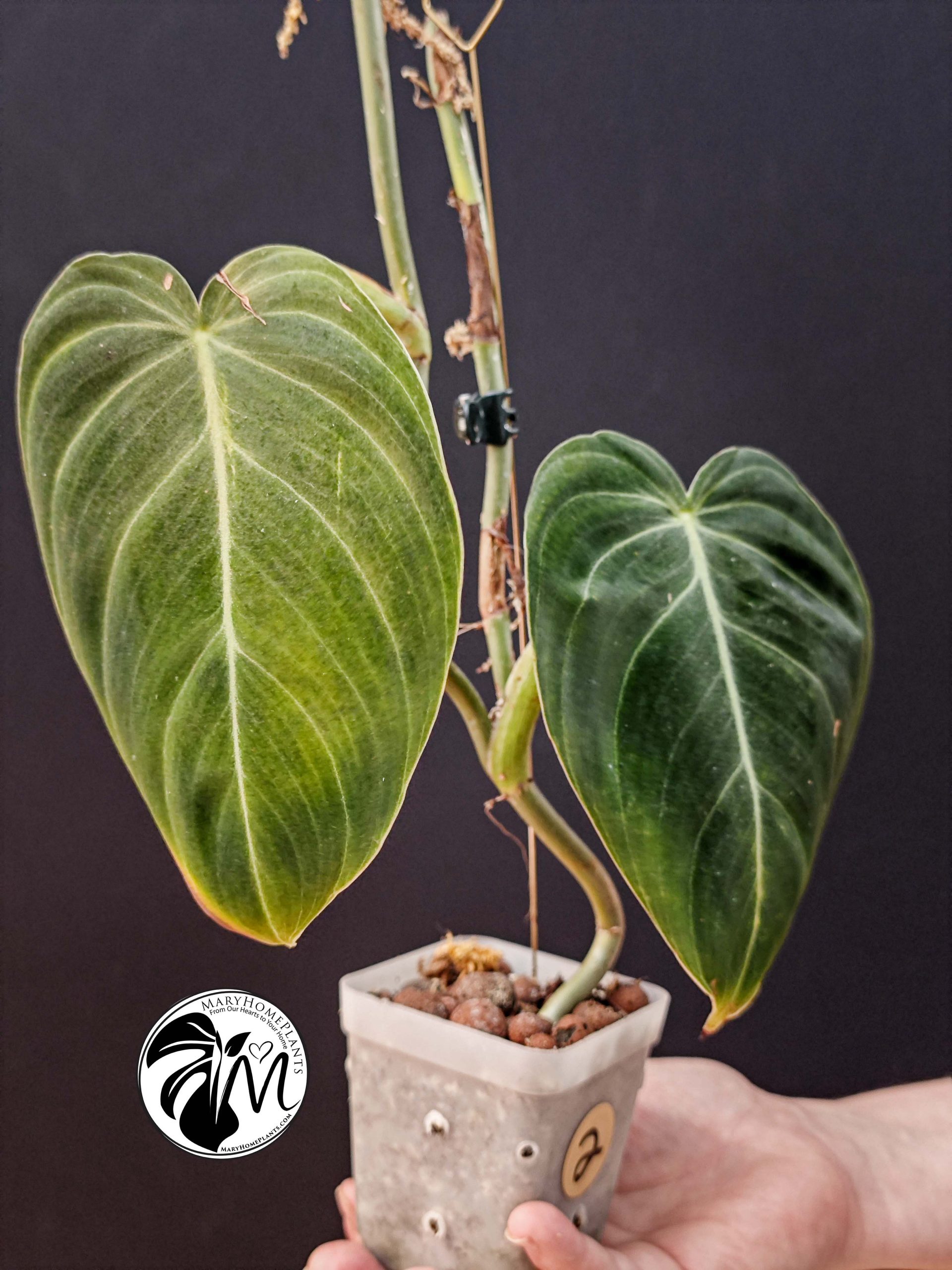 philodendron melanochrysum (copy)
