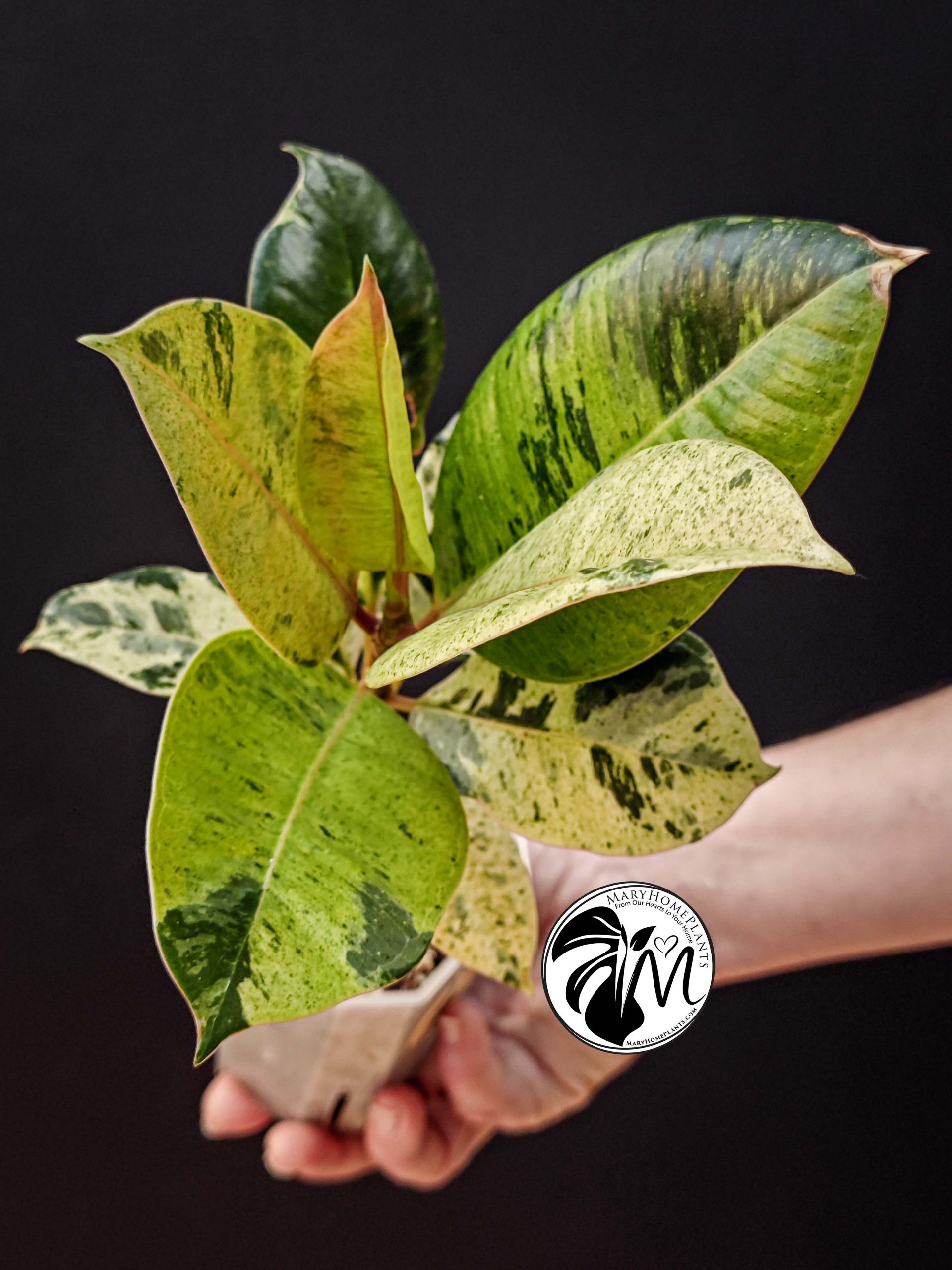 ficus shivereana moonshine variegated (copy)