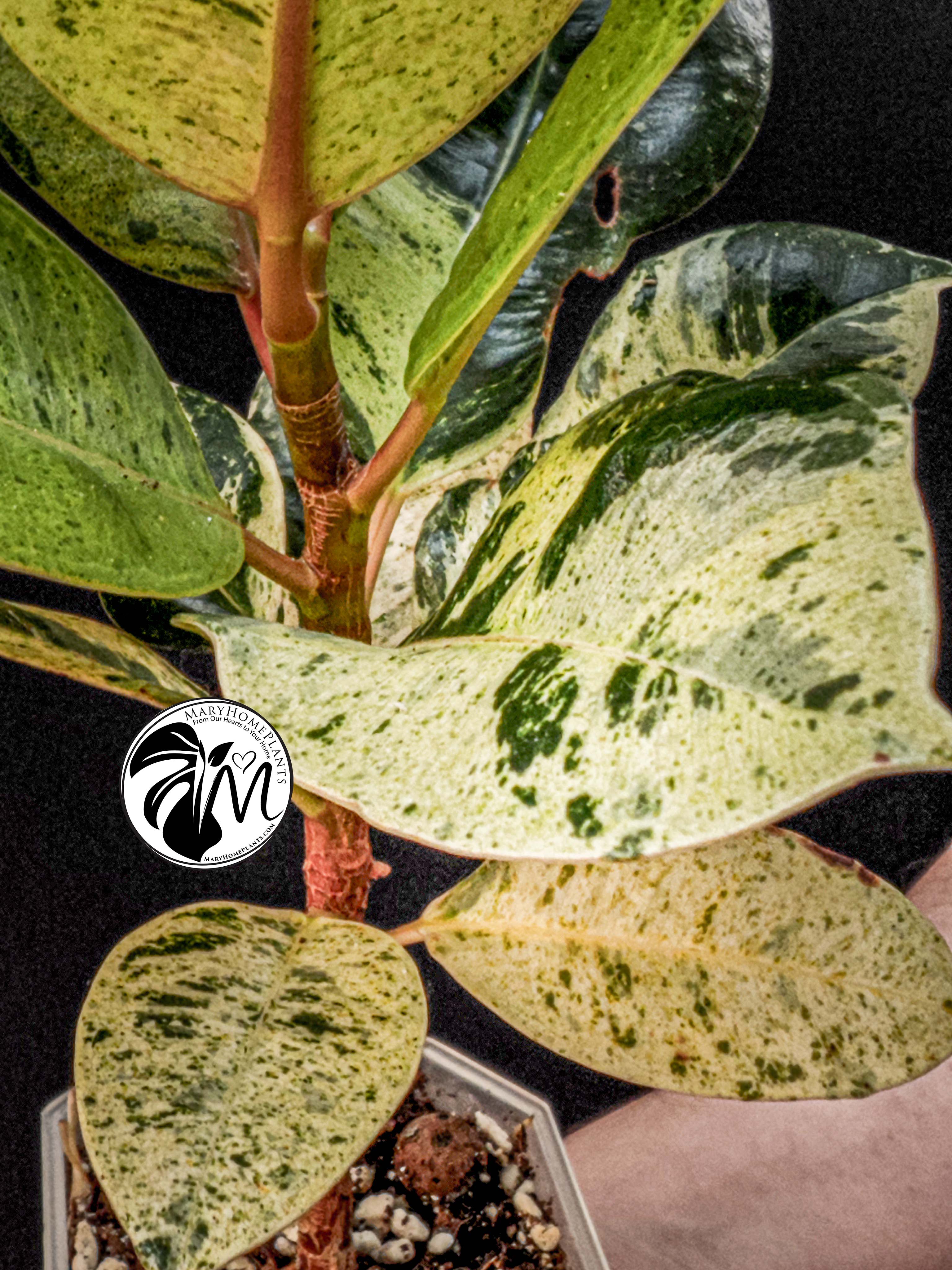 ficus shivereana moonshine variegated (copy)