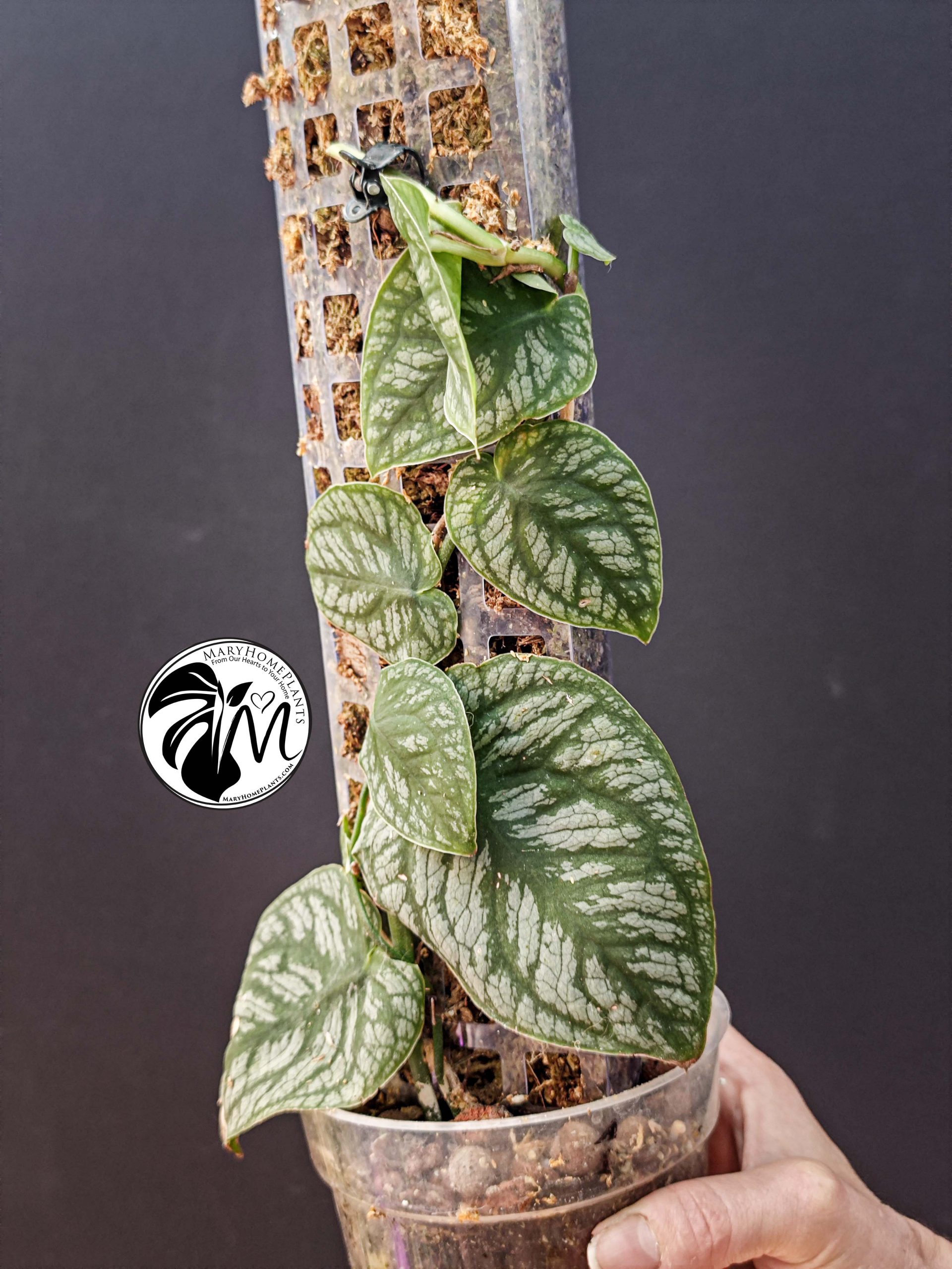 monstera dubia (copy)