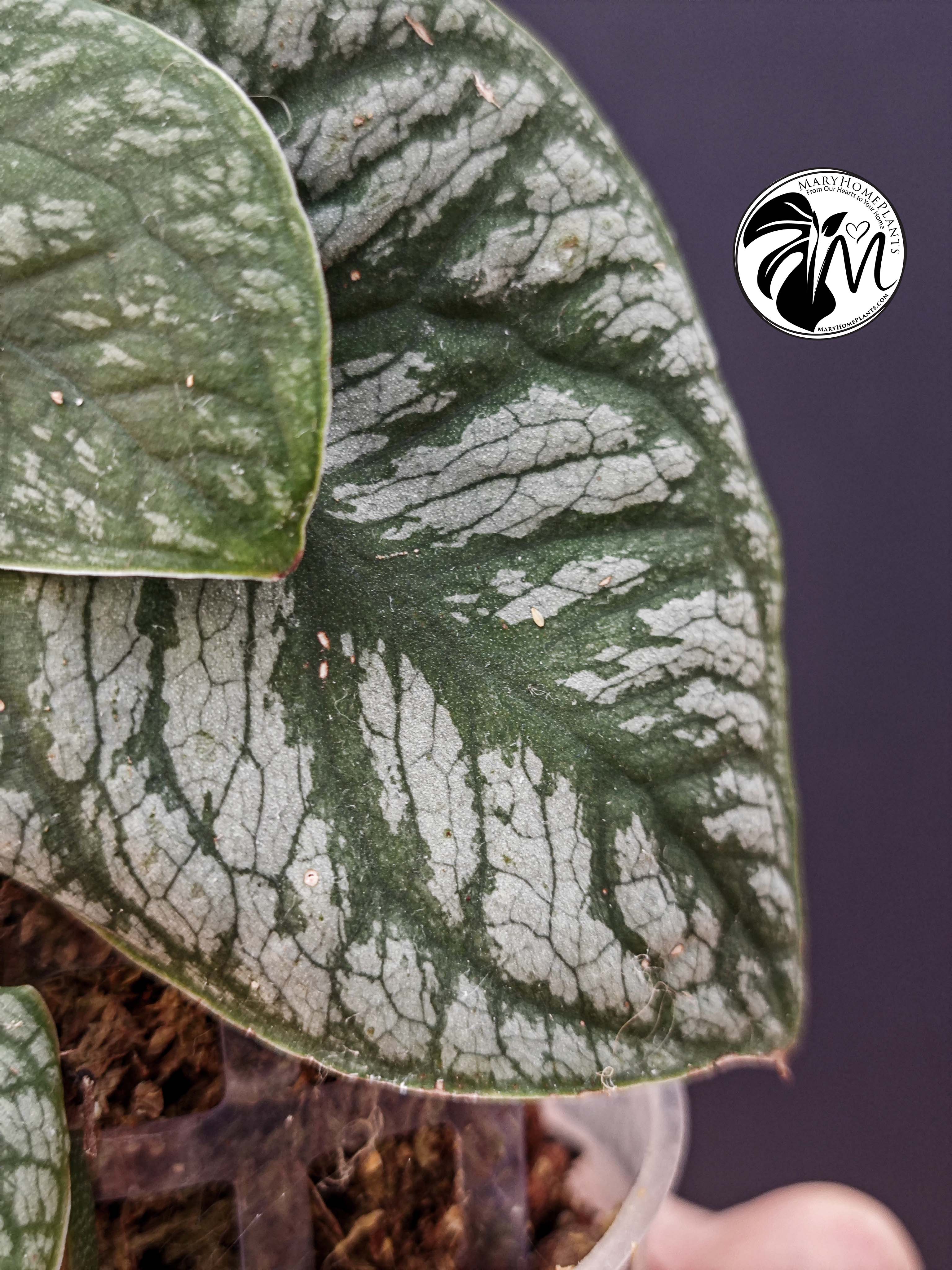 monstera dubia (copy)