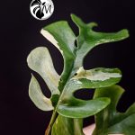 rhaphidophora tetrasperma variegated