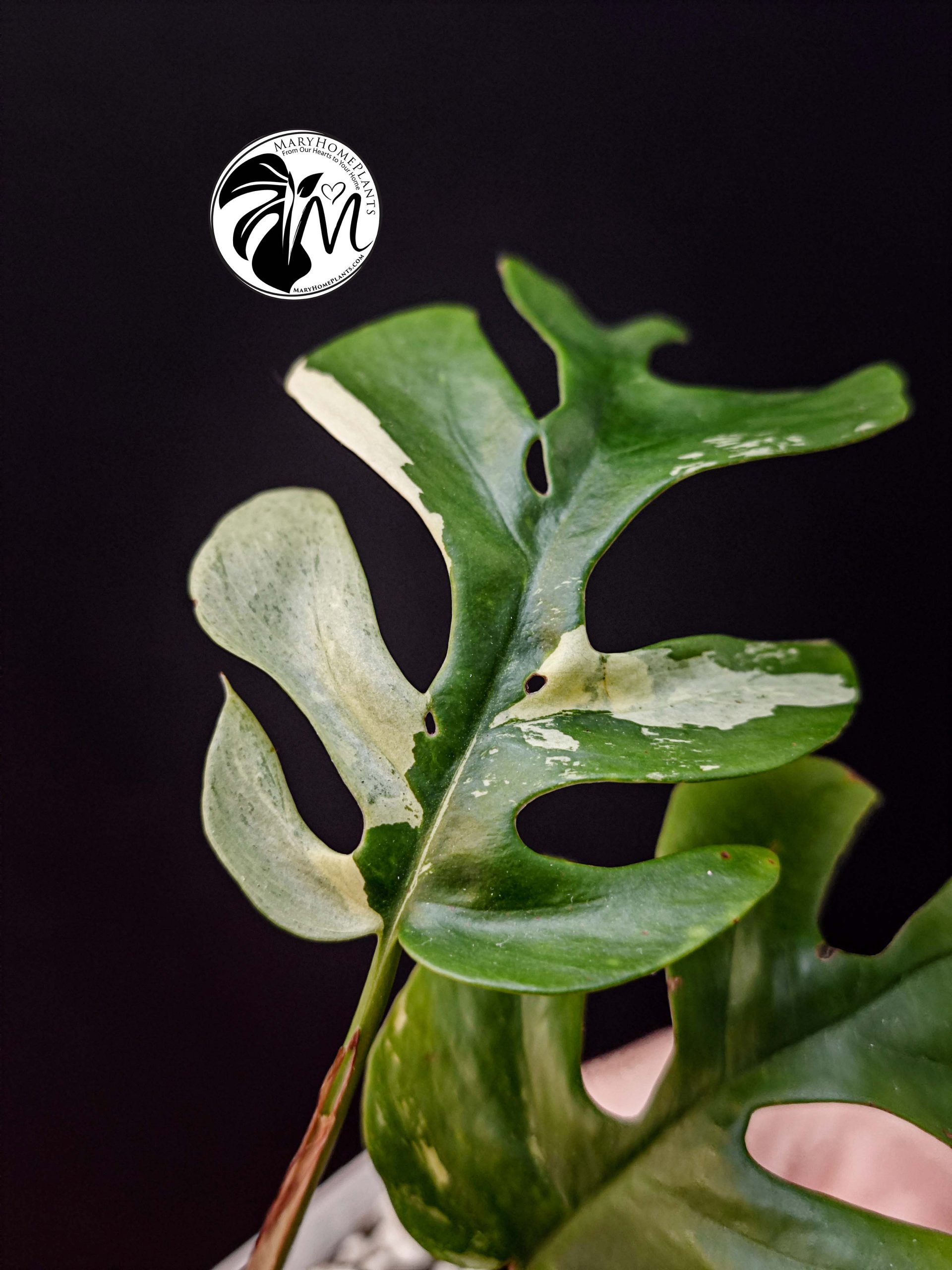 rhaphidophora tetrasperma variegated