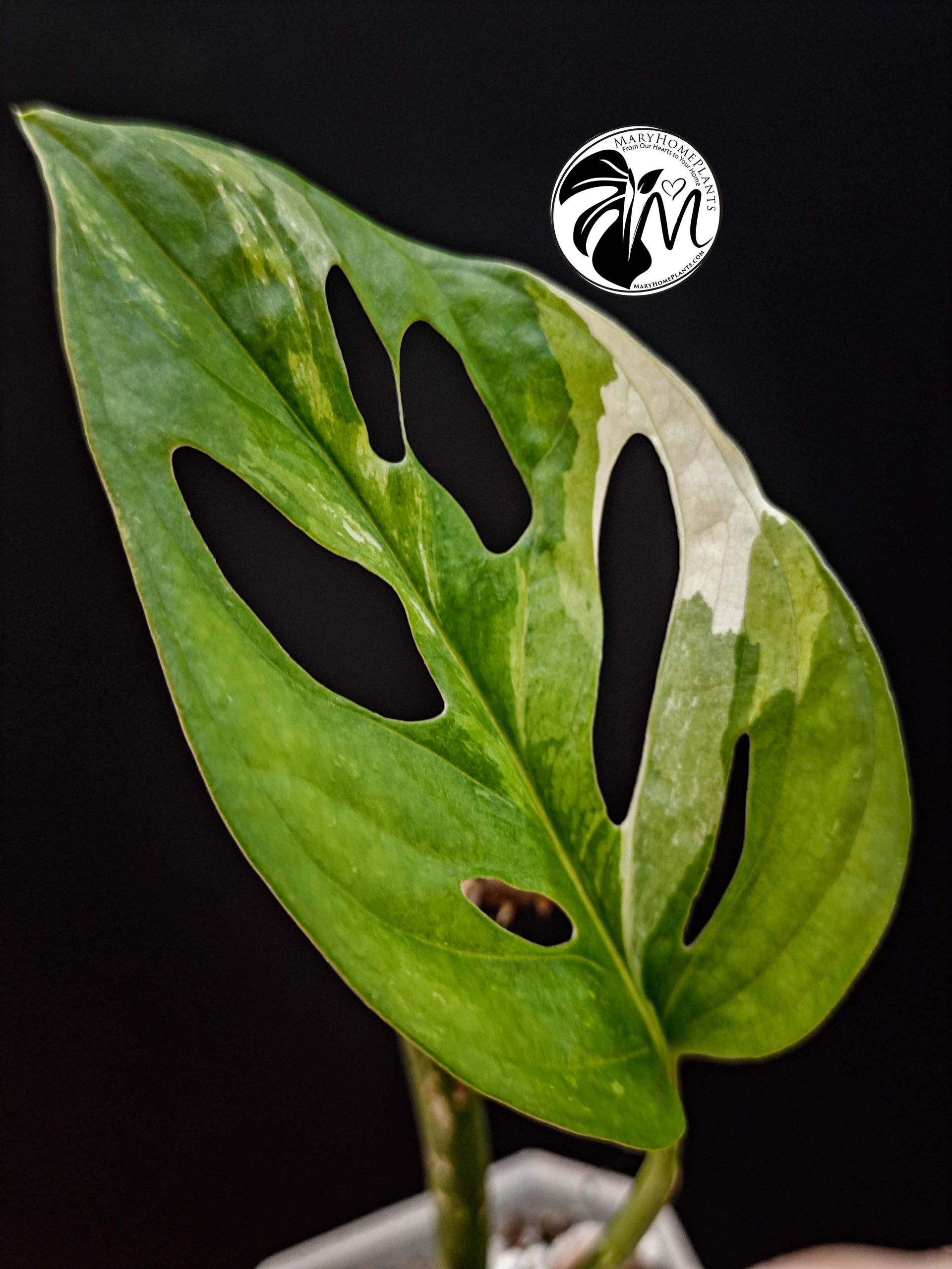 rhaphidophora tetrasperma variegated (copy)