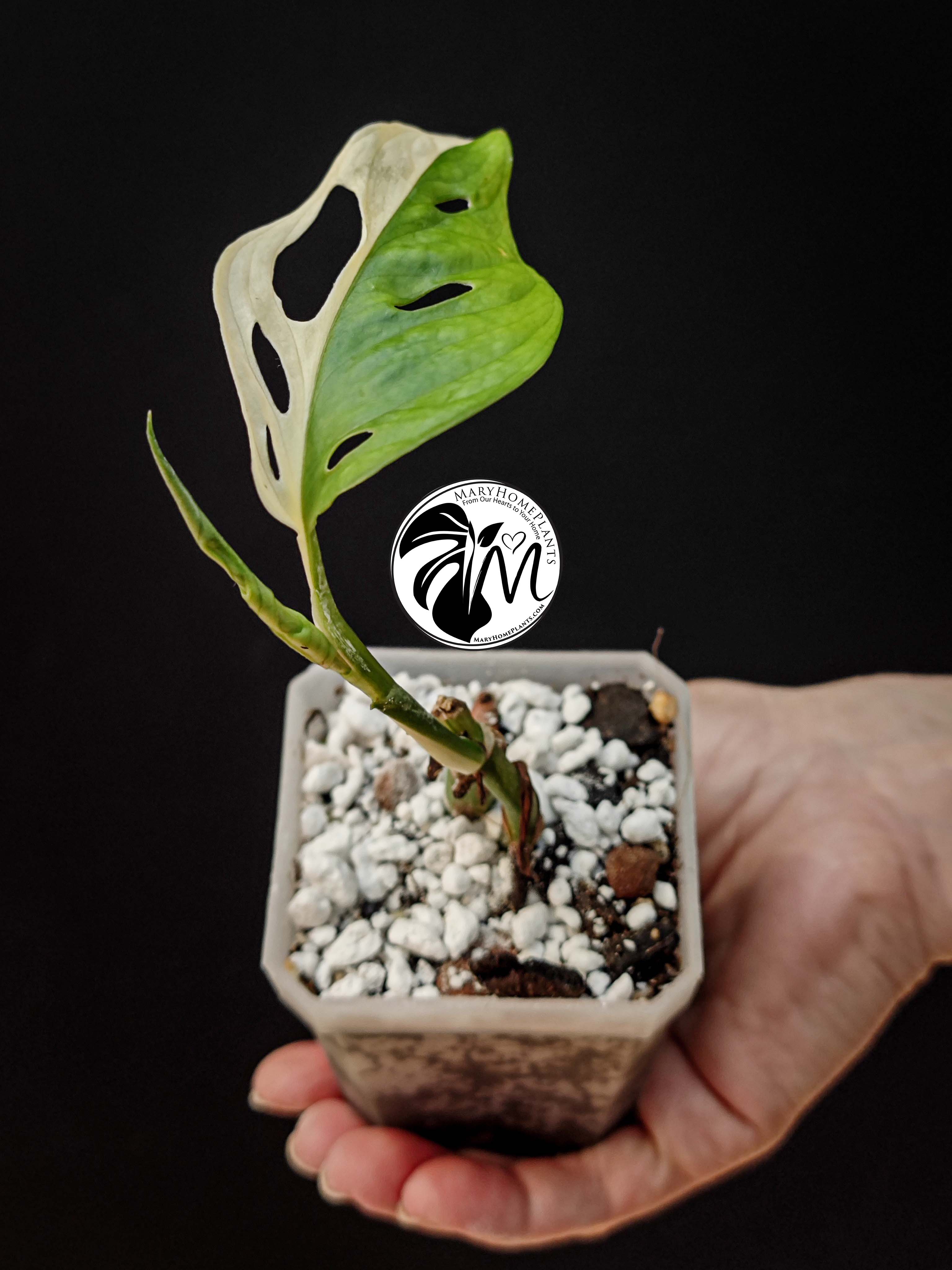 rhaphidophora tetrasperma variegated
