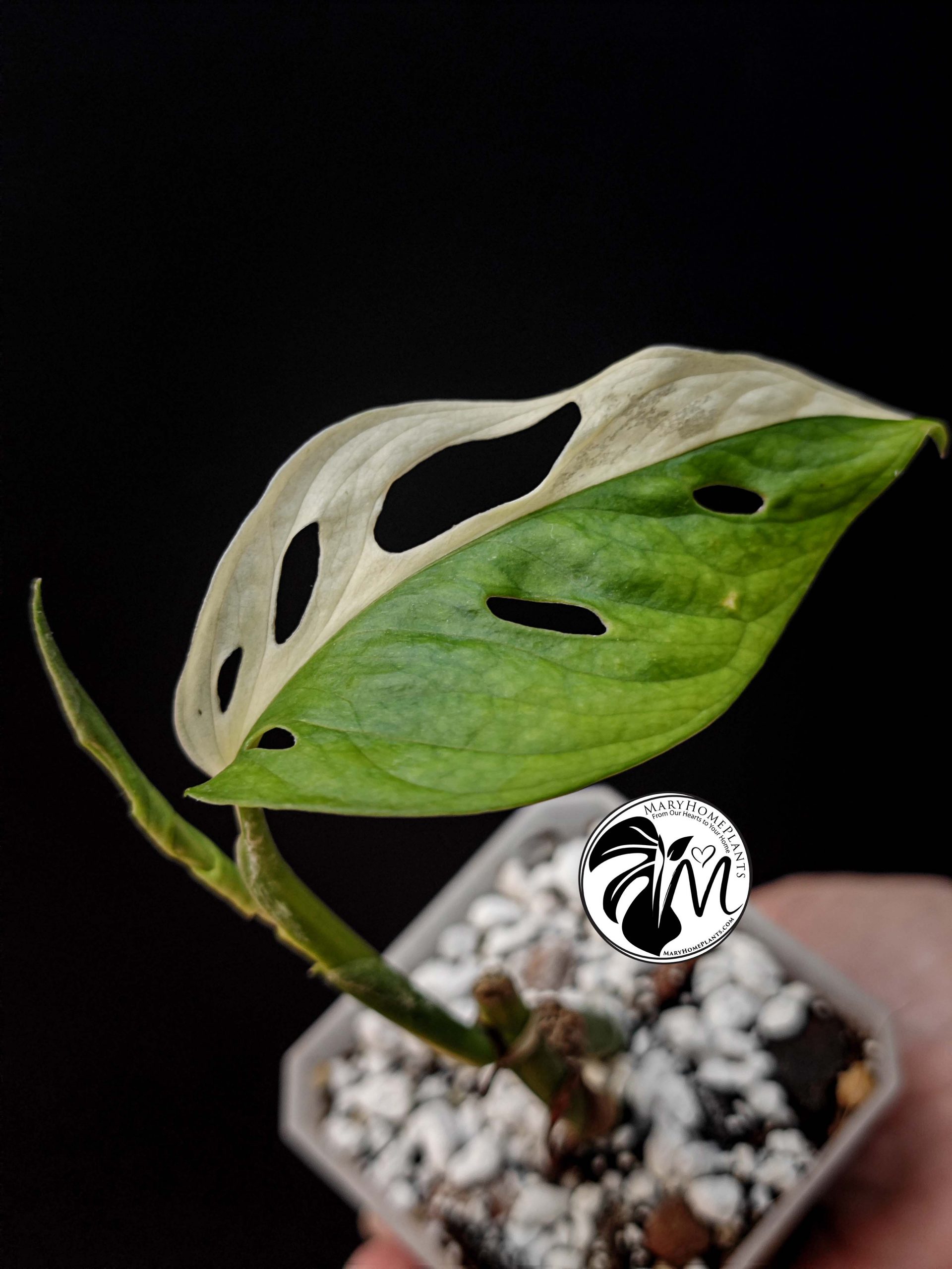 rhaphidophora tetrasperma variegated (copy)