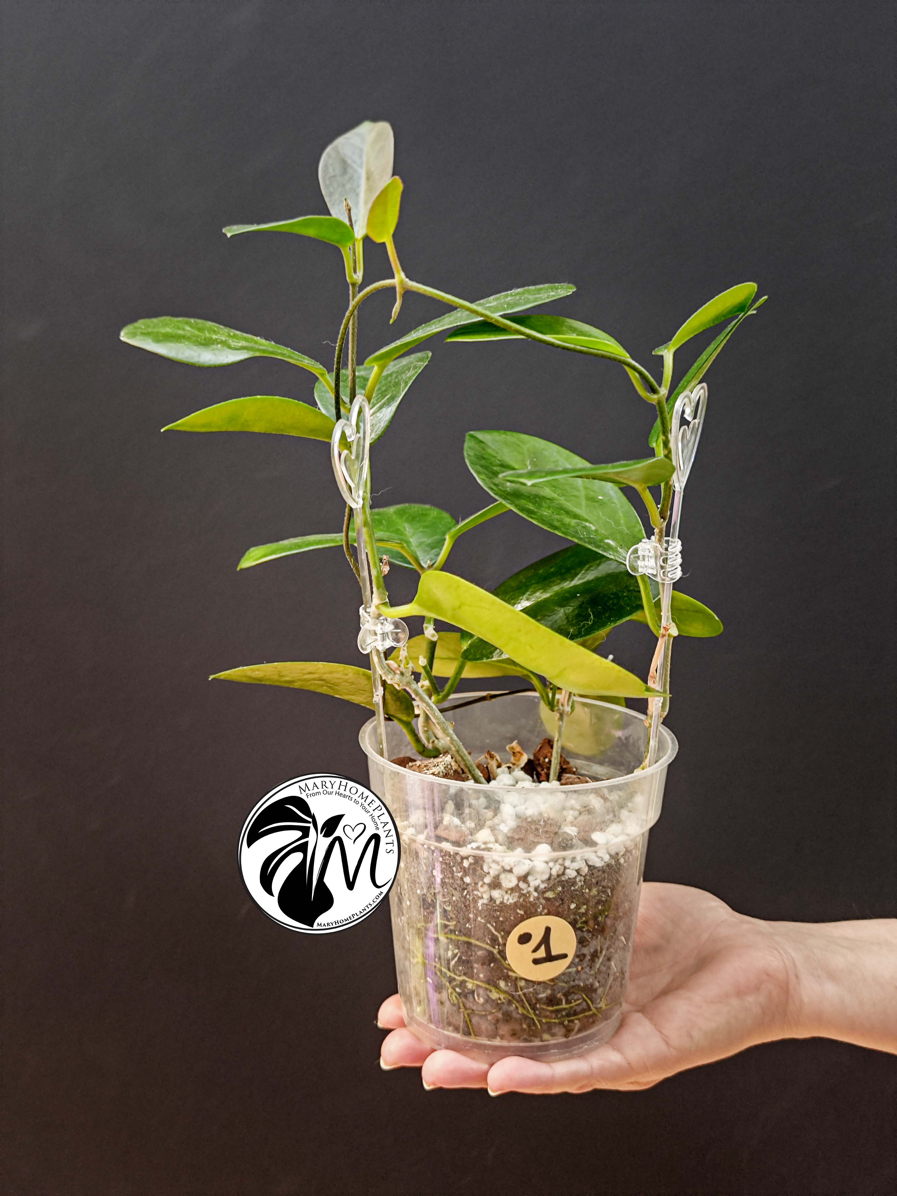 hoya australis (copy)